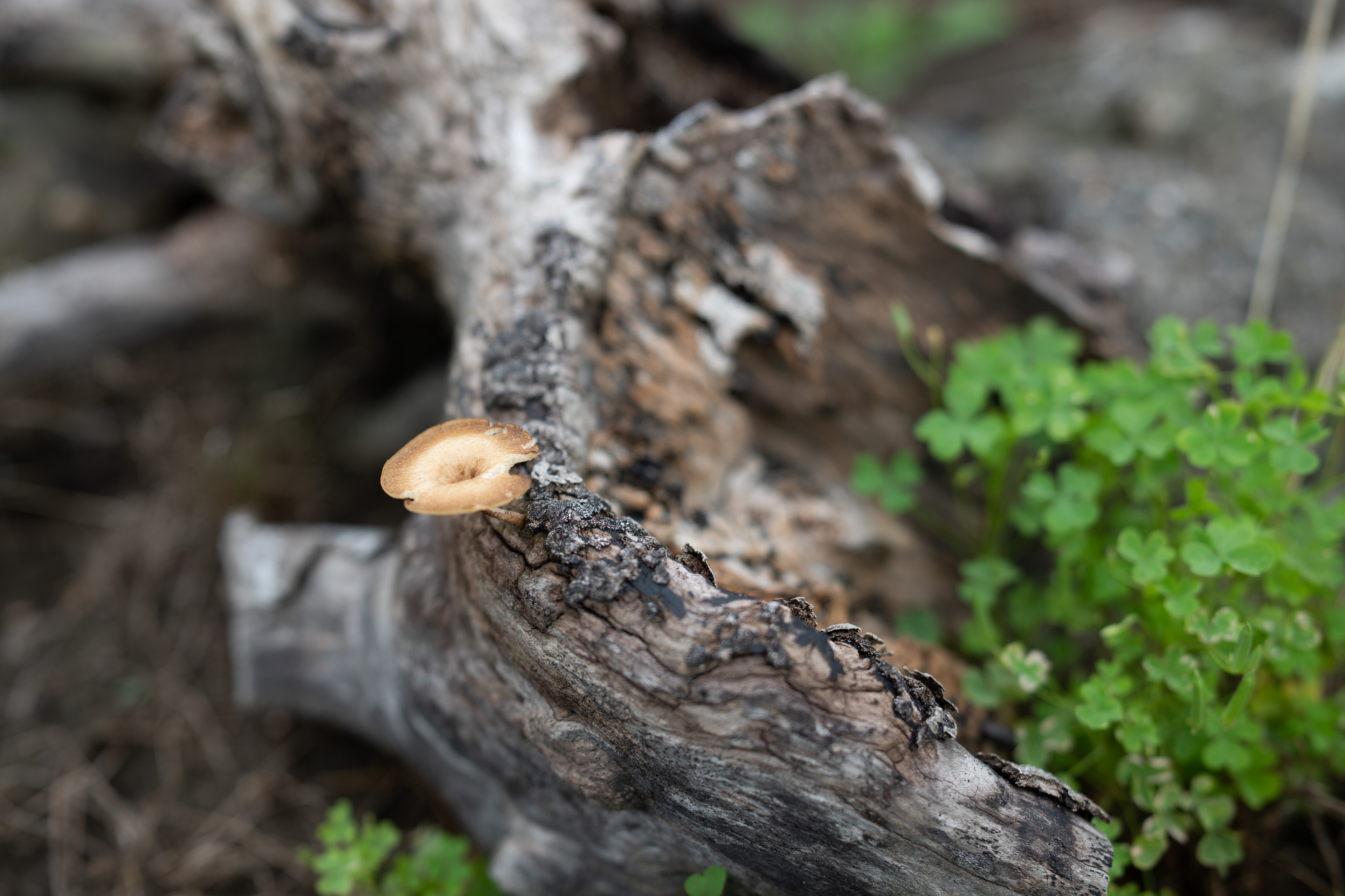 <span class="fnt-85">Nikon D850 / Irix Dragonfly 45mm F1.4 / 絞り優先AE（F2.8・１/320秒・-0.7EV） / ISO 64 / WB：AUTO</span>
