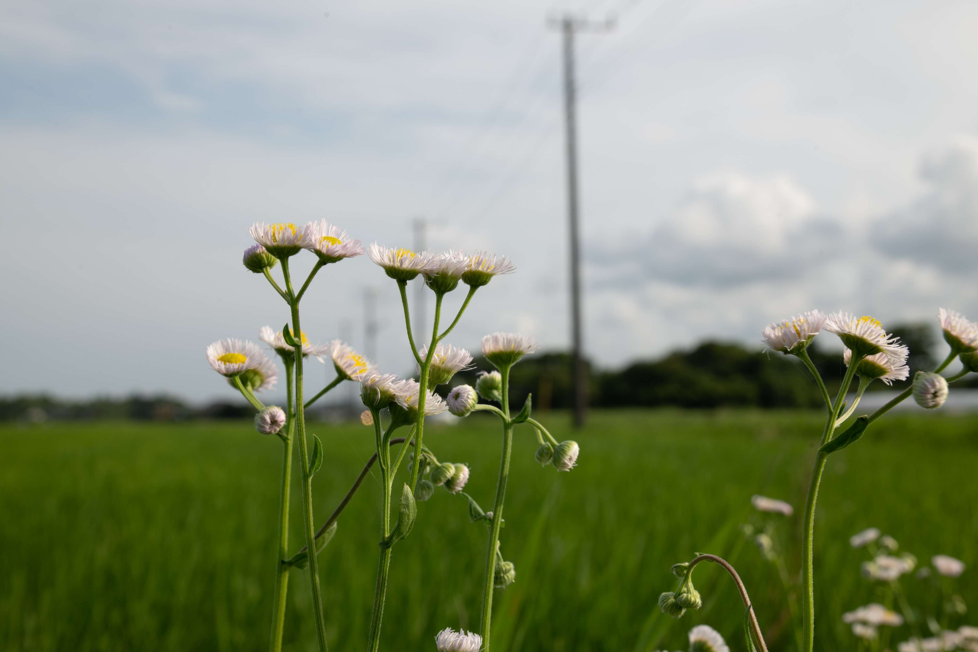 <span class="fnt-85">Nikon D850 / Irix Dragonfly 45mm F1.4 / 絞り優先AE（F16・１/40秒・±0EV） / ISO 40 / WB：AUTO</span>