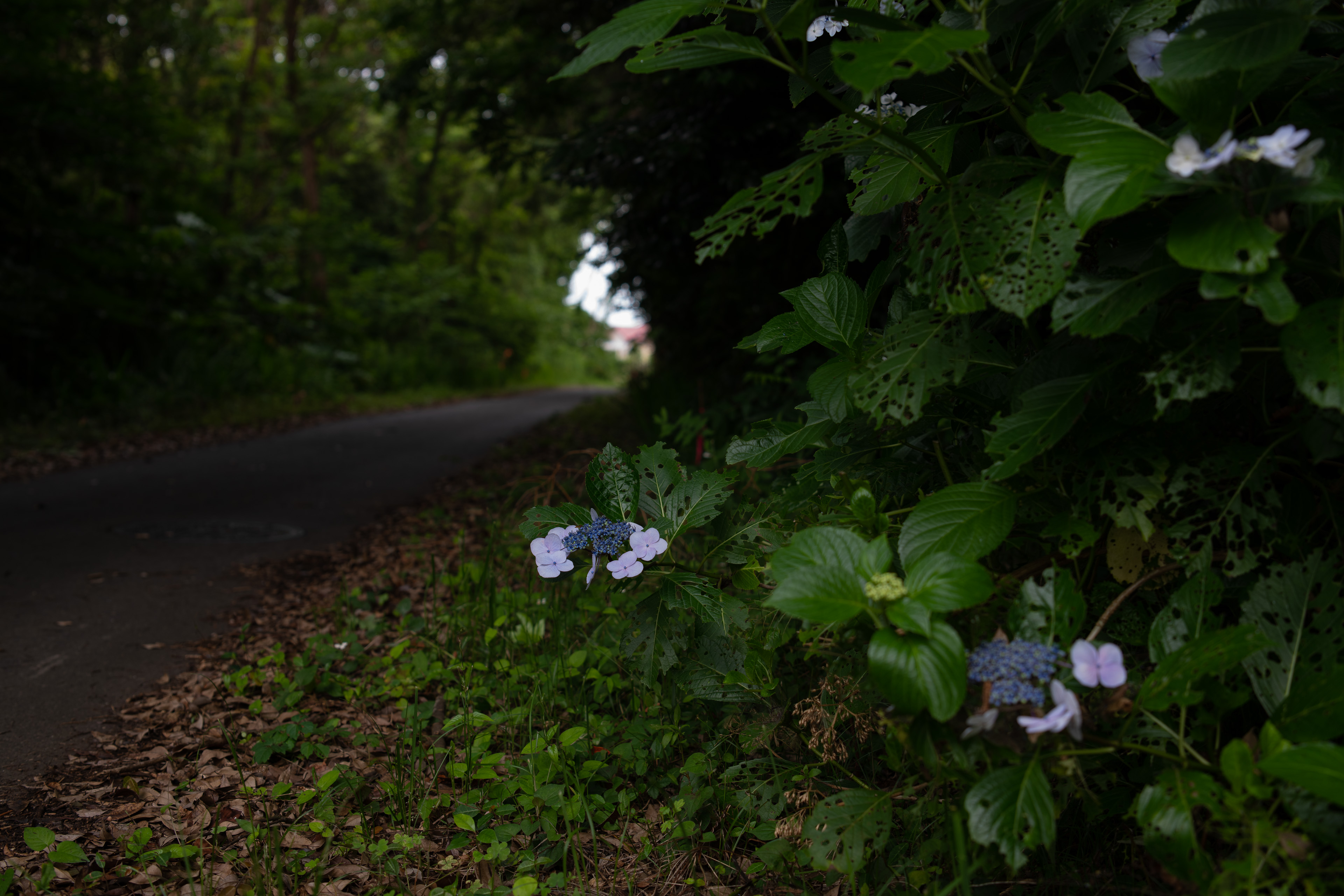 <span class="fnt-85">Nikon D850 / Irix Dragonfly 45mm F1.4 / 絞り優先AE（F4・１/40秒・-0.7EV） / ISO 100 / WB：AUTO</span>
