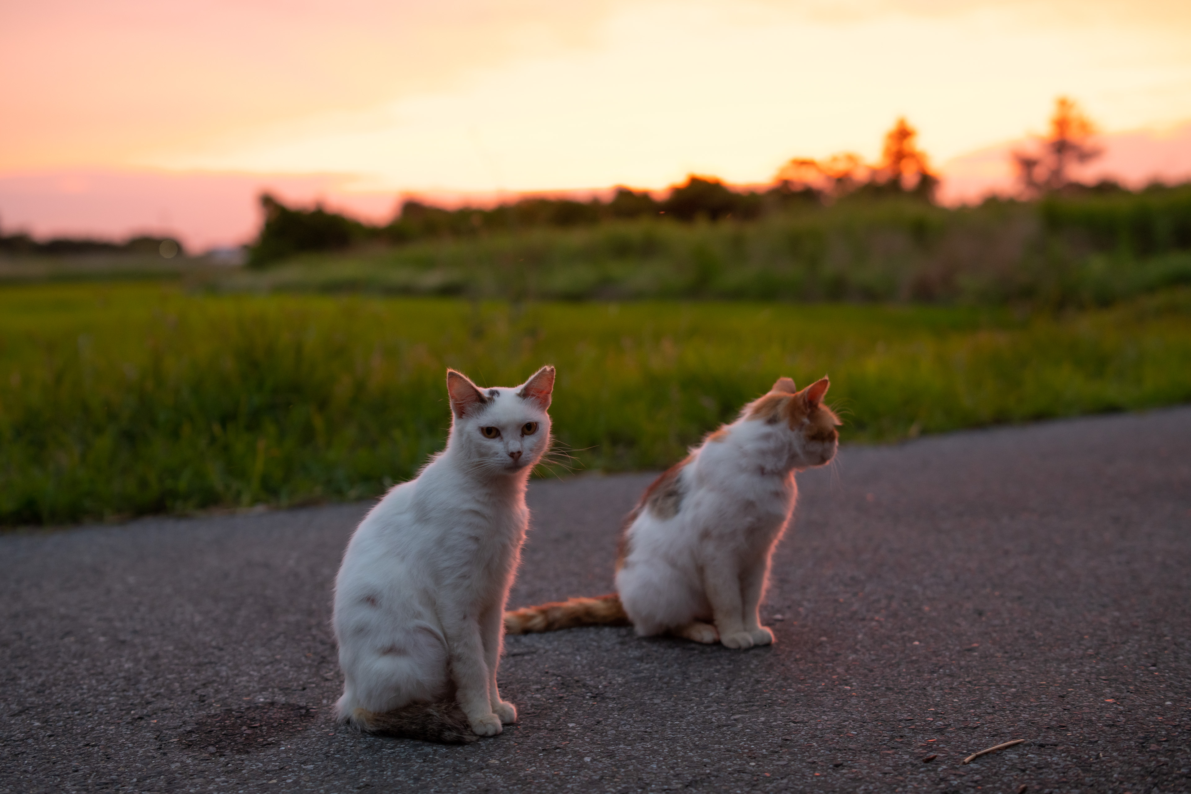 <span class="fnt-85">Nikon D850 / Irix Dragonfly 45mm F1.4 / 絞り優先AE（F2.8・１/40秒・-1.7EV） / ISO 800 / WB：AUTO</span>