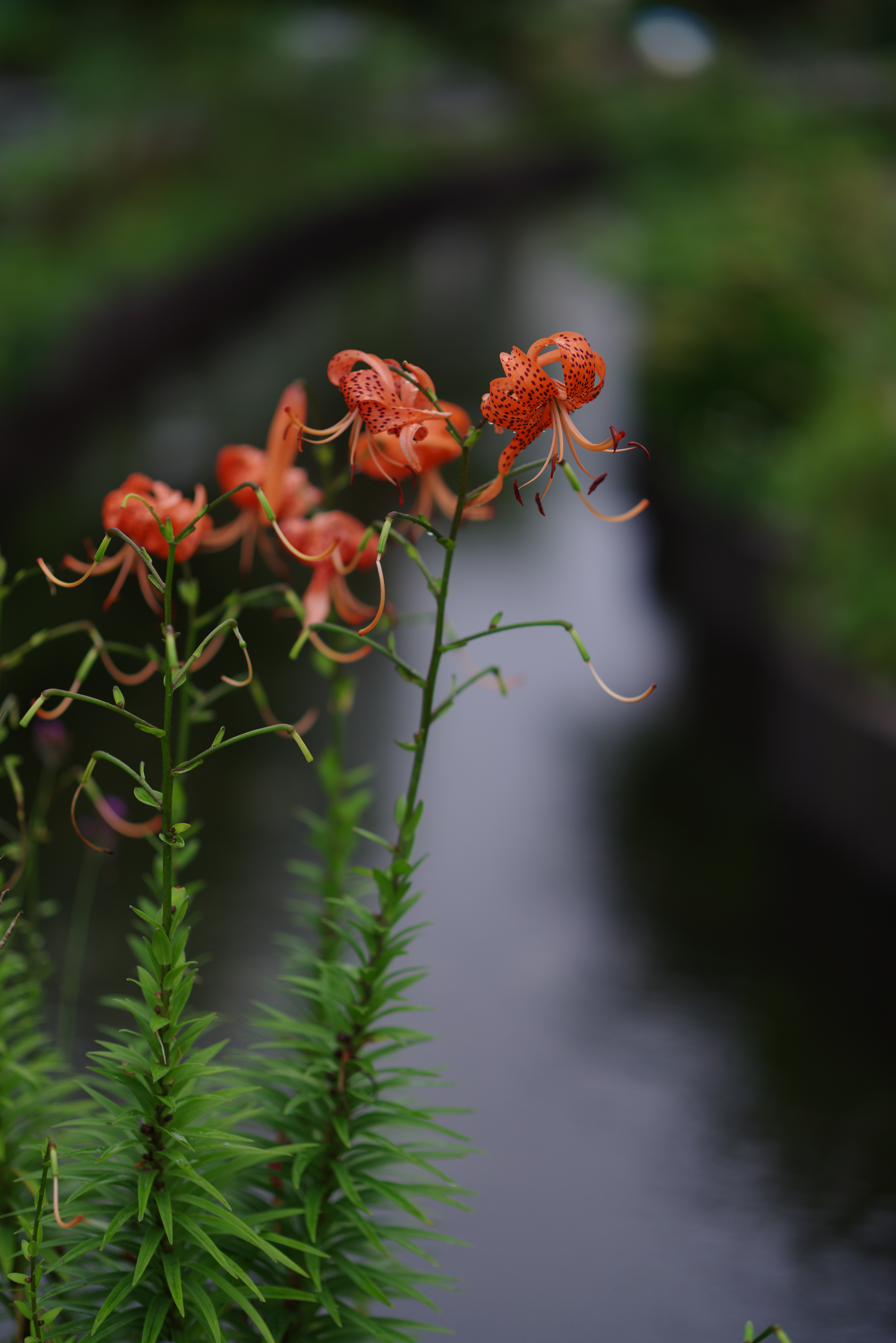 PENTAX K-1 Mark II / HD PENTAX-D FA★85mmF1.4ED SDM AW / 絞り優先AE（F1.4・1/200秒・-1.0EV） / ISO 100