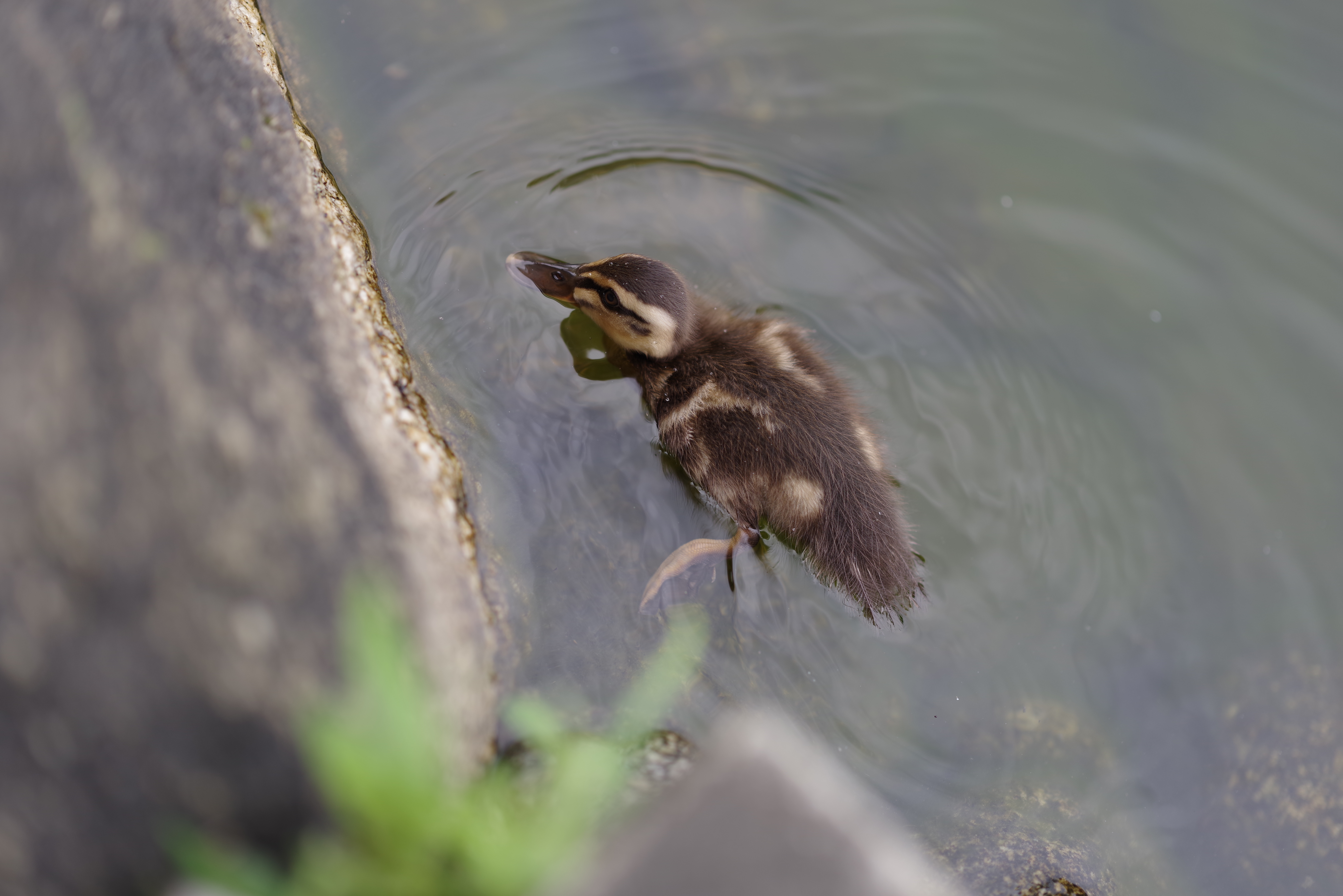 PENTAX K-1 Mark II / HD PENTAX-D FA★85mmF1.4ED SDM AW / シャッター優先AE（F1.6・1/1,000秒・±0EV） / ISO 100