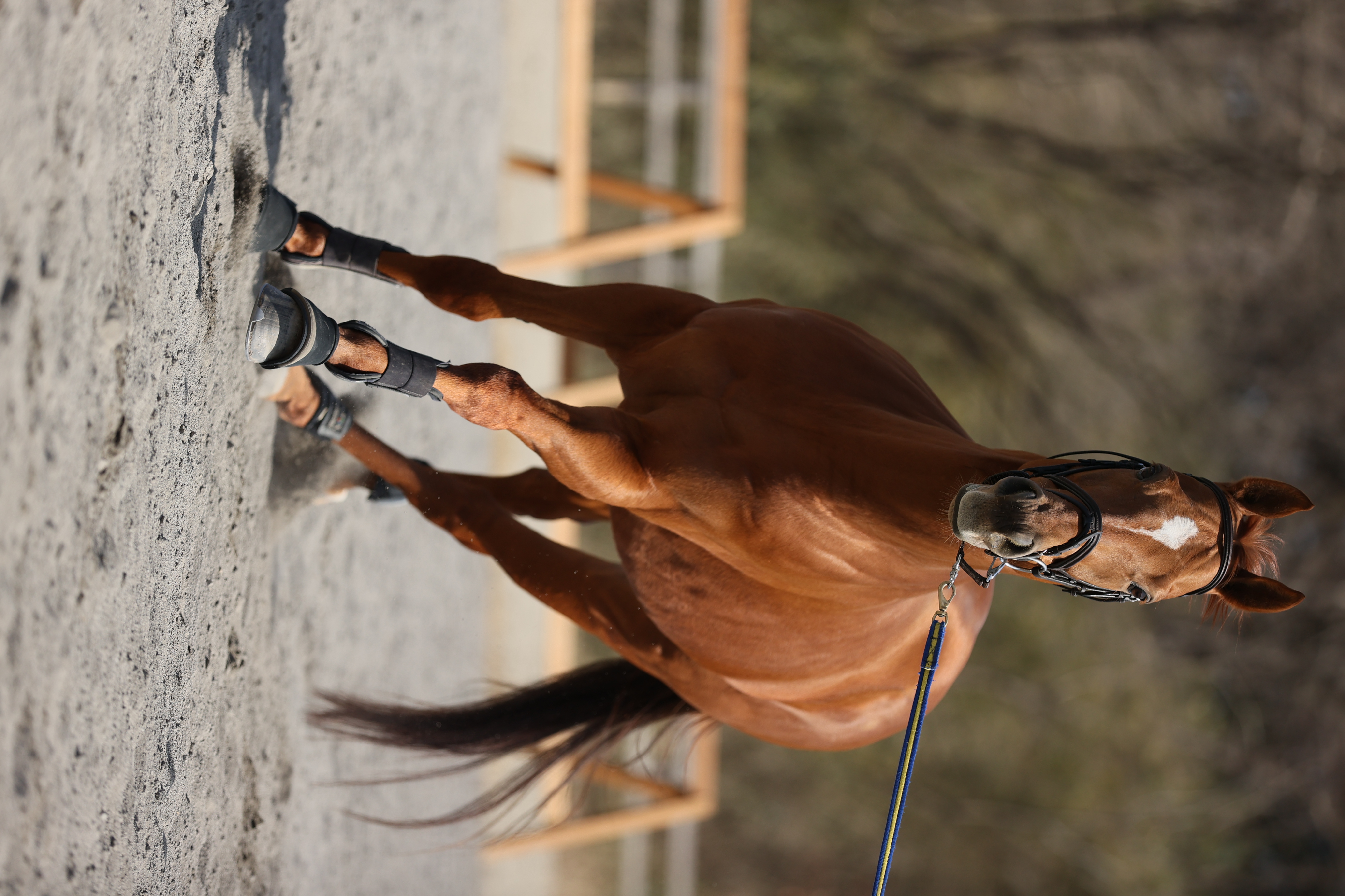 <span class="fnt-85">EOS-1D X Mark II＋EF70-200mm F2.8L IS III USM（200mm） / シャッター優先AE（1/2,500秒・F3.2・±0EV） / ISO 200</span>