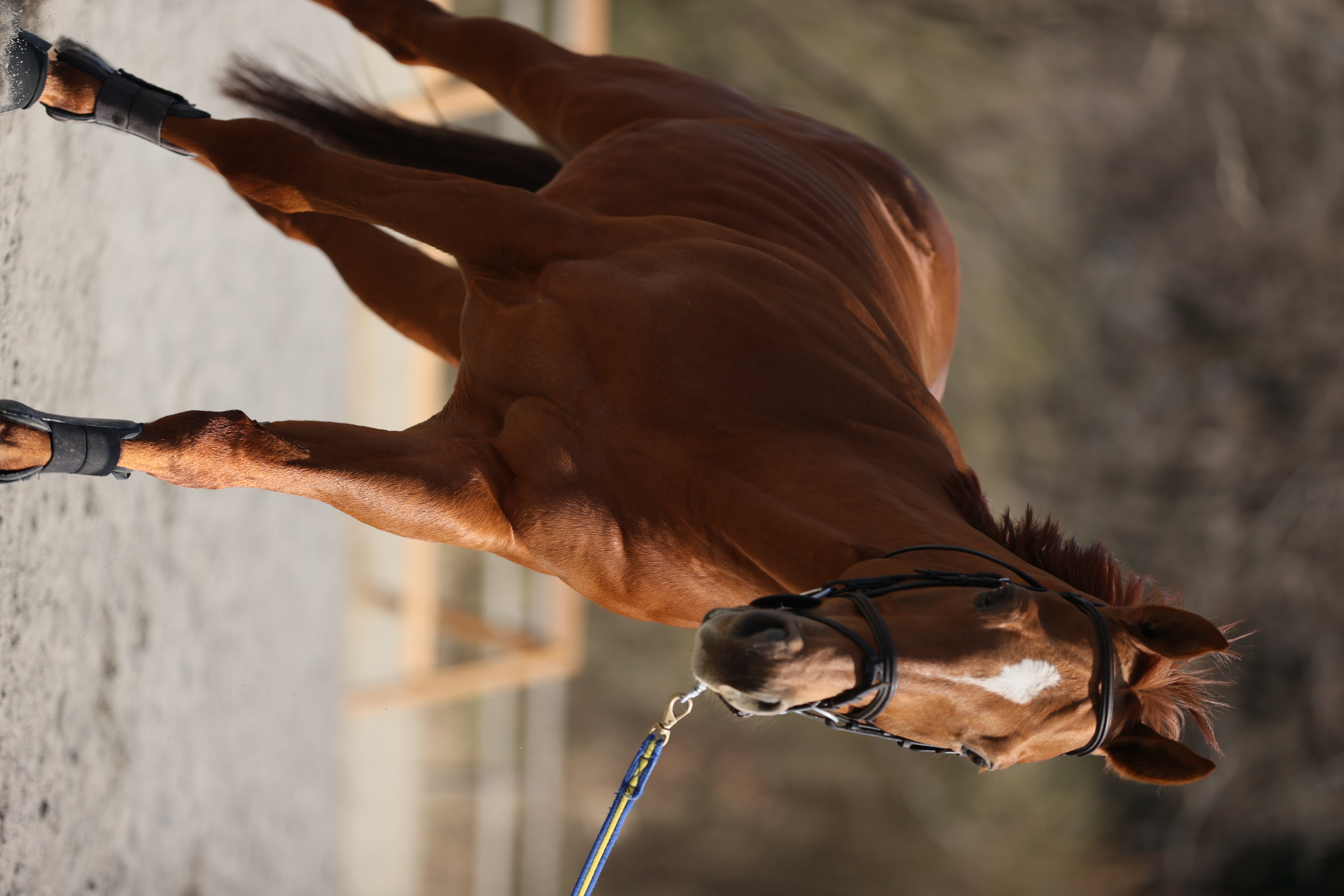 <span class="fnt-85">EOS-1D X Mark II＋EF70-200mm F2.8L IS III USM（200mm） / シャッター優先AE（1/2,500秒・F2.8・±0EV） / ISO 200</span>