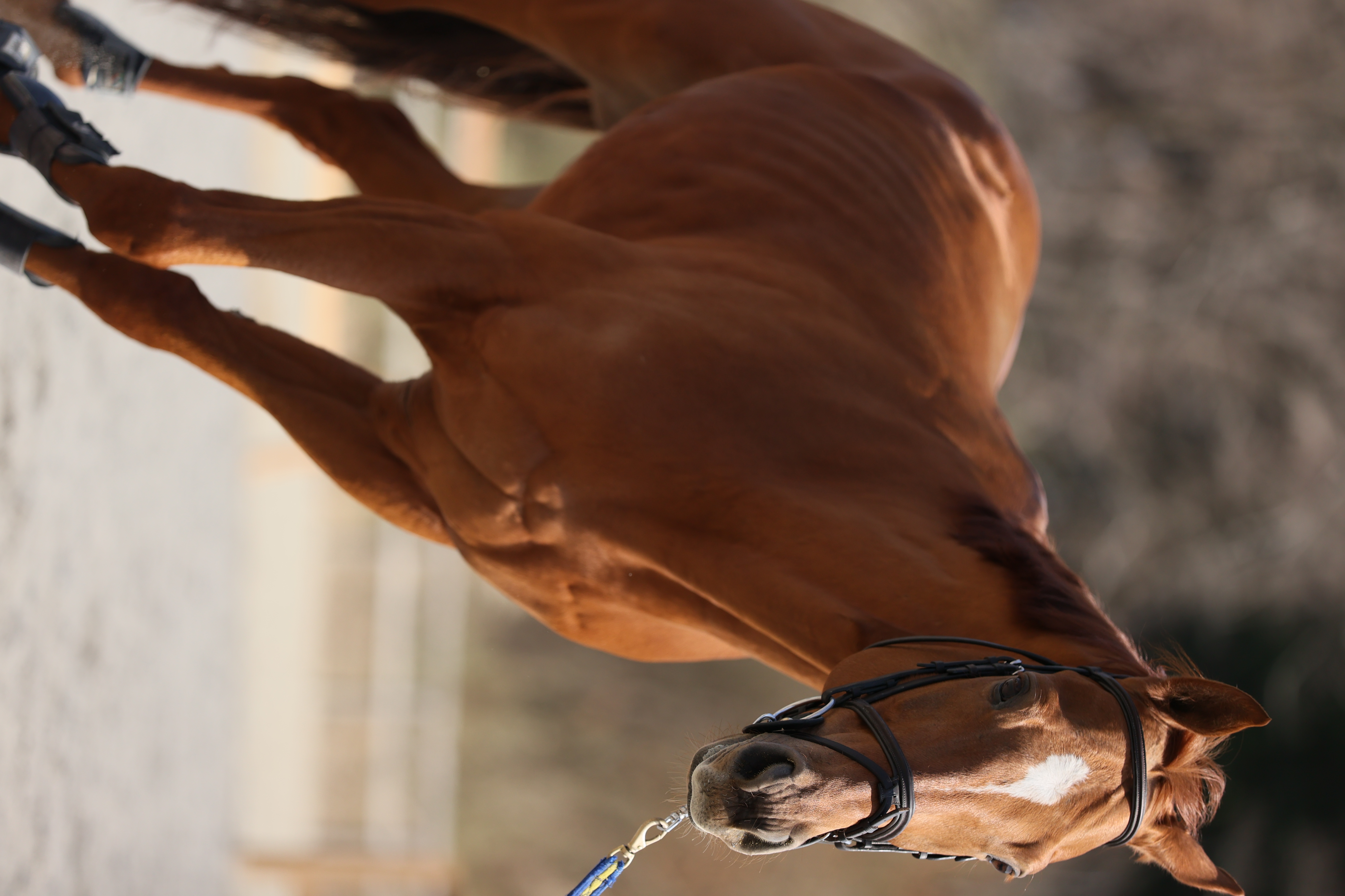 <span class="fnt-85">EOS-1D X Mark II＋EF70-200mm F2.8L IS III USM（200mm） / シャッター優先AE（1/2,500秒・F3.2・±0EV） / ISO 320</span>