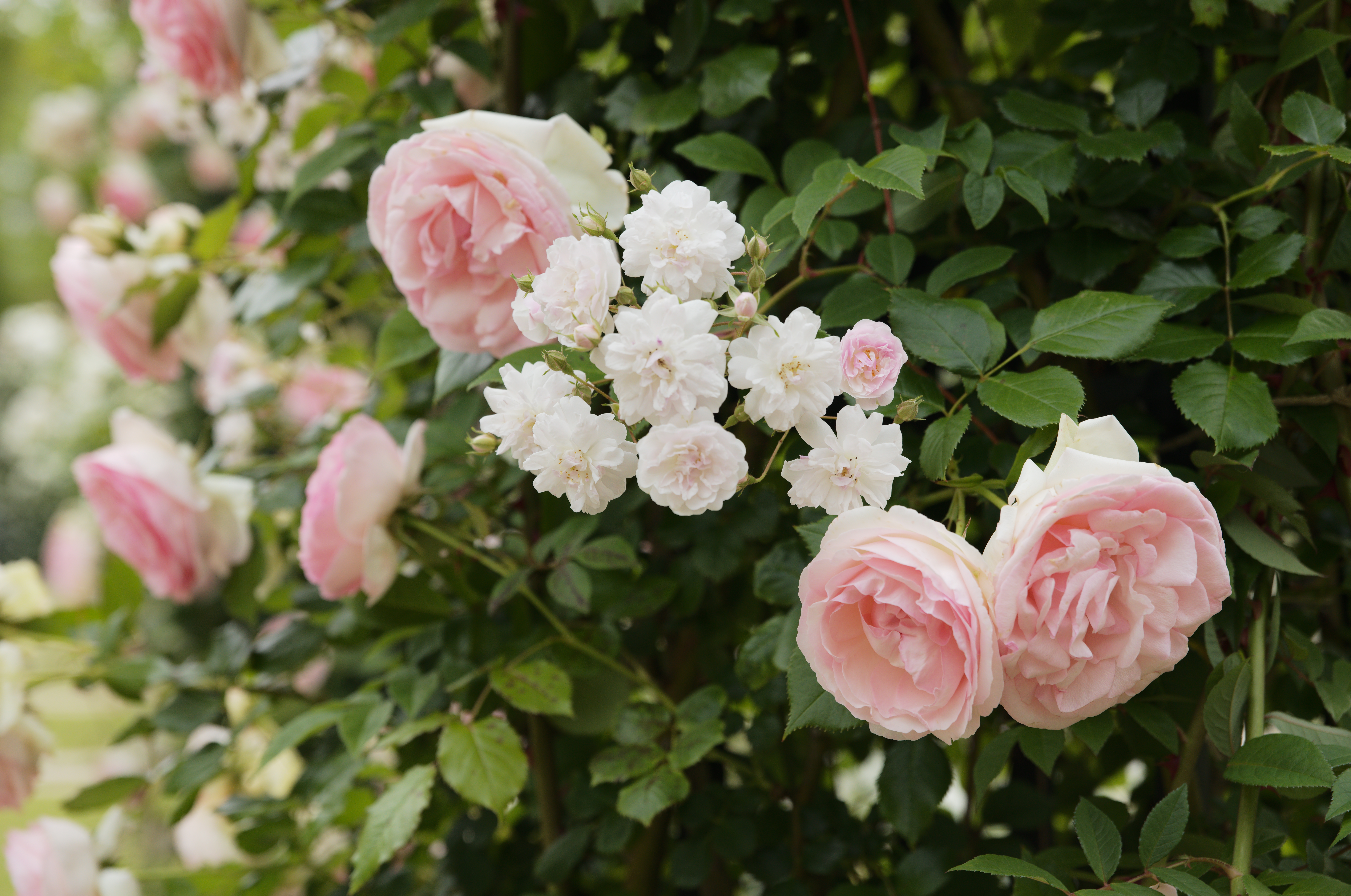 ライカS3　VARIO-ELMAR-S 30-90mm f/3.5-5.6 ASPH.（30mm）　F5.6・1/350秒　ISO 400