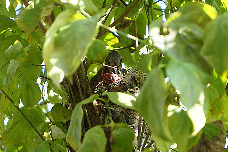 自宅のハナミズキに小さな命が宿る