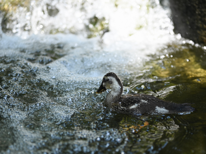 鴨も水浴びしたくなるほどの暑さ？