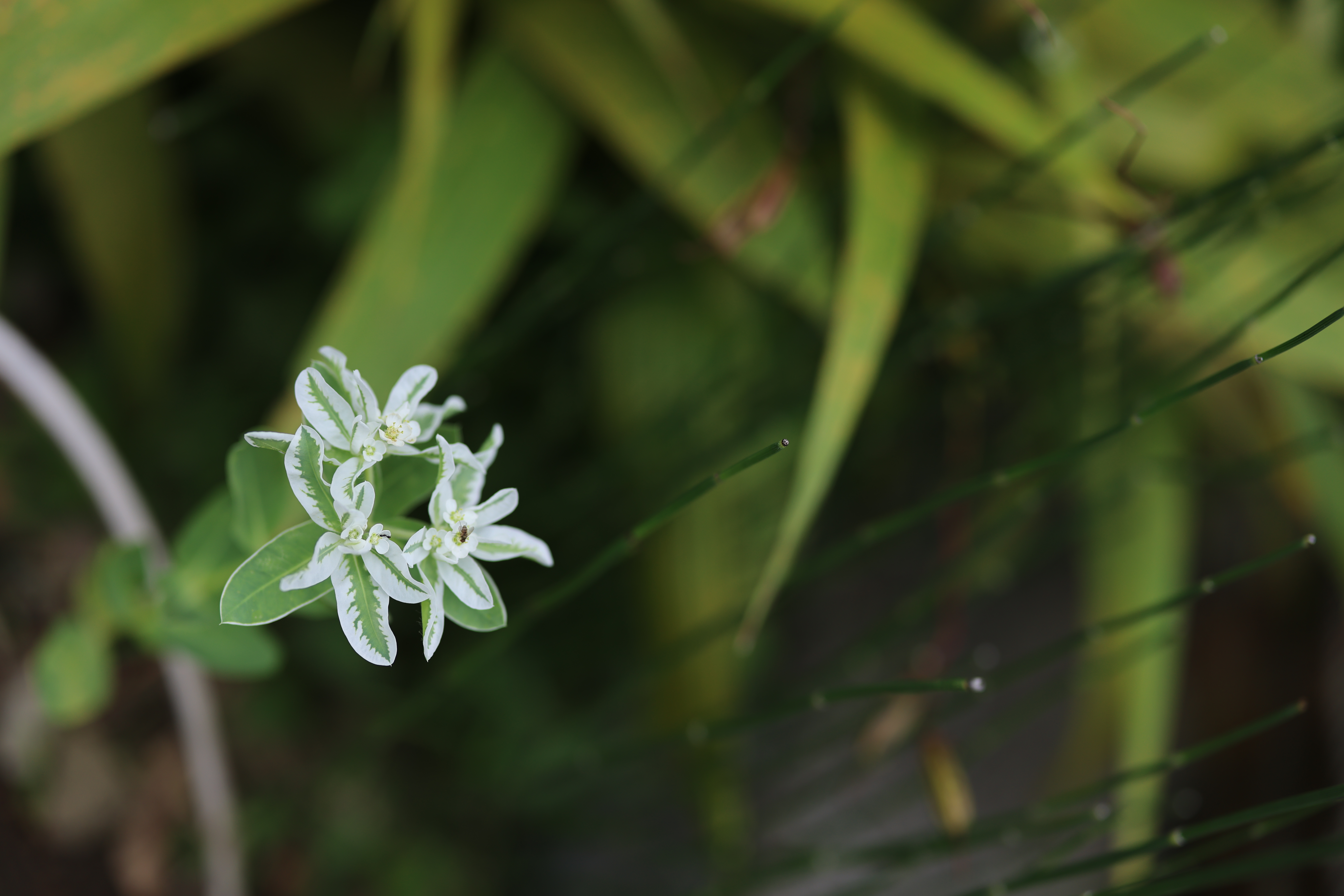 <span class="fnt-85">EOS R5 / RF50mm F1.2 L USM / 絞り優先AE（F1.8・1/1,000秒・-1.7EV） / ISO 100</span>