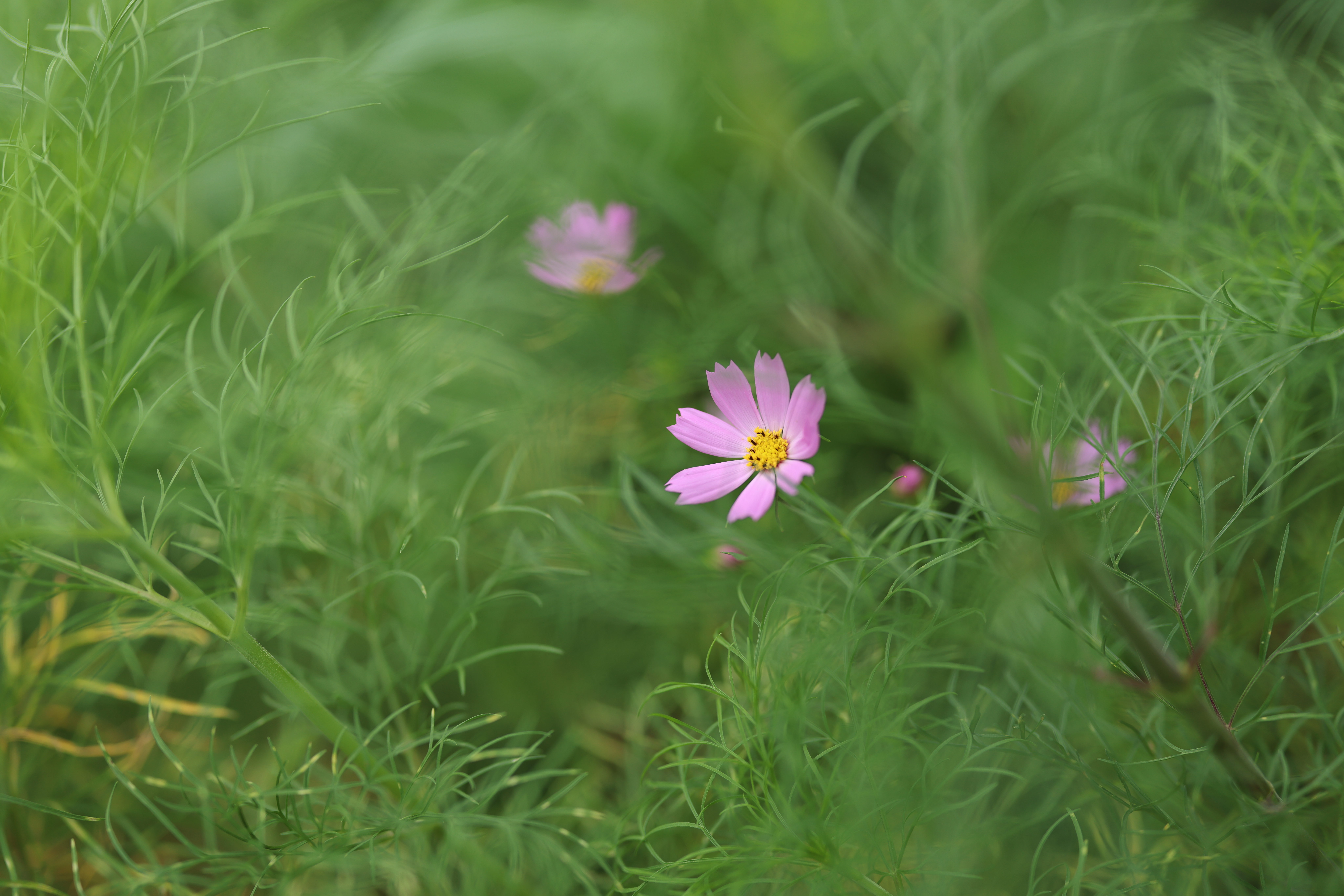 <span class="fnt-85">EOS R5 / RF50mm F1.2 L USM / 絞り優先AE（F1.8・1/400秒・±0EV） / ISO 100</span>