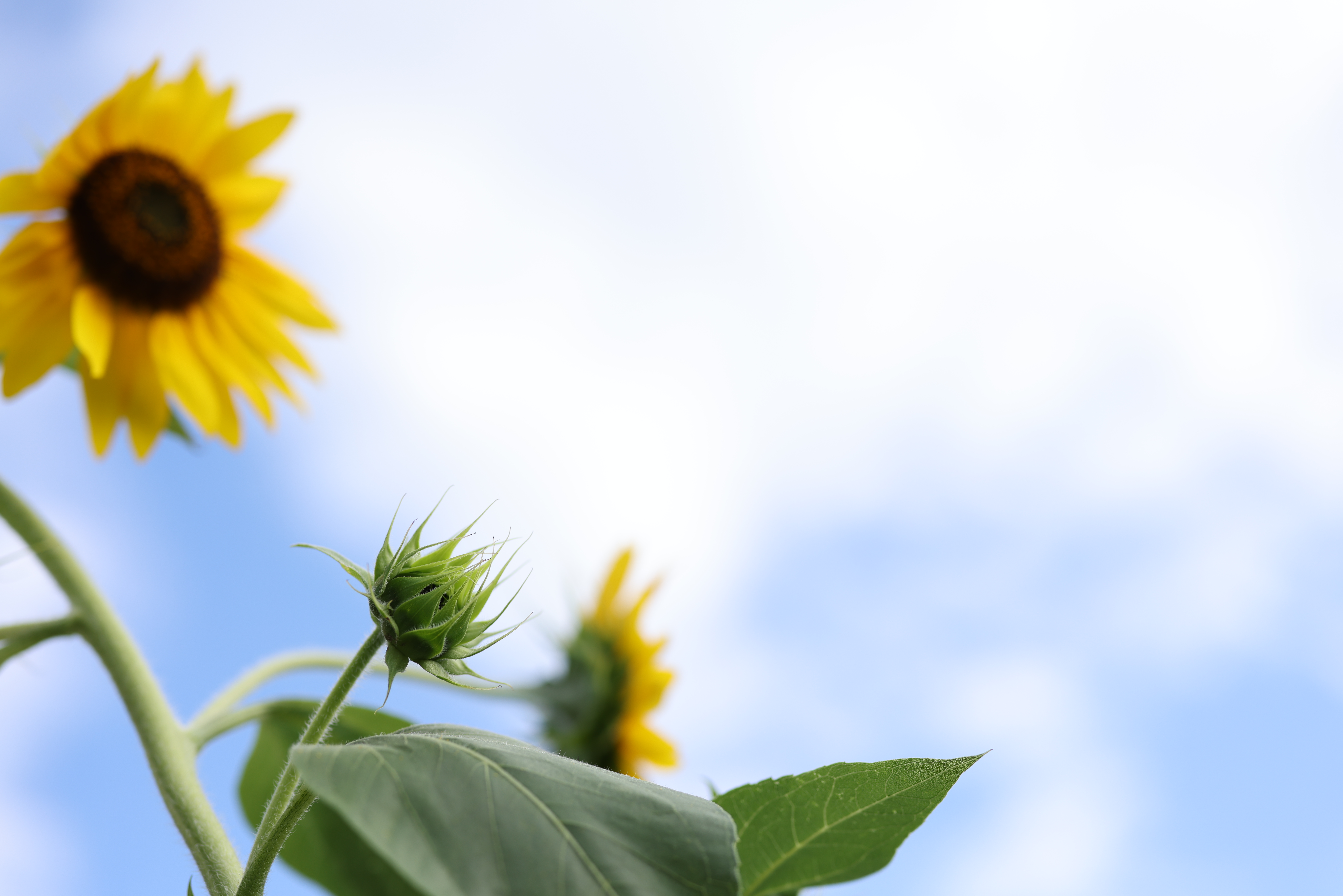 <span class="fnt-85">EOS R5 / RF50mm F1.2 L USM / プログラムAE（F2・1/2,000秒・+2.0EV） / ISO 100</span>