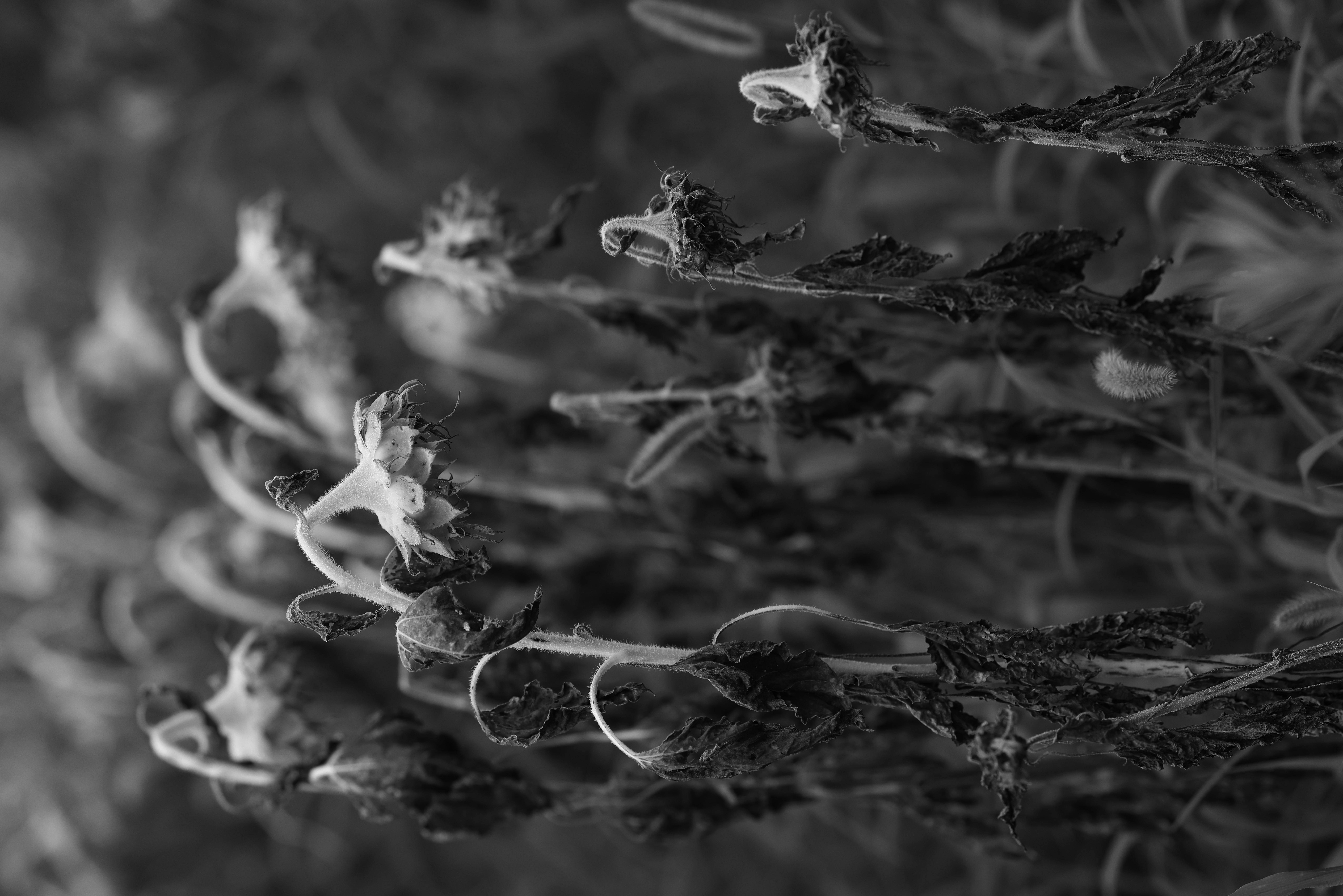 <span class="fnt-85">EOS R5 / RF70-200mm F2.8 L IS USM（119mm） / 絞り優先AE（F4・1/500秒・-1.3EV） / ISO 100</span>