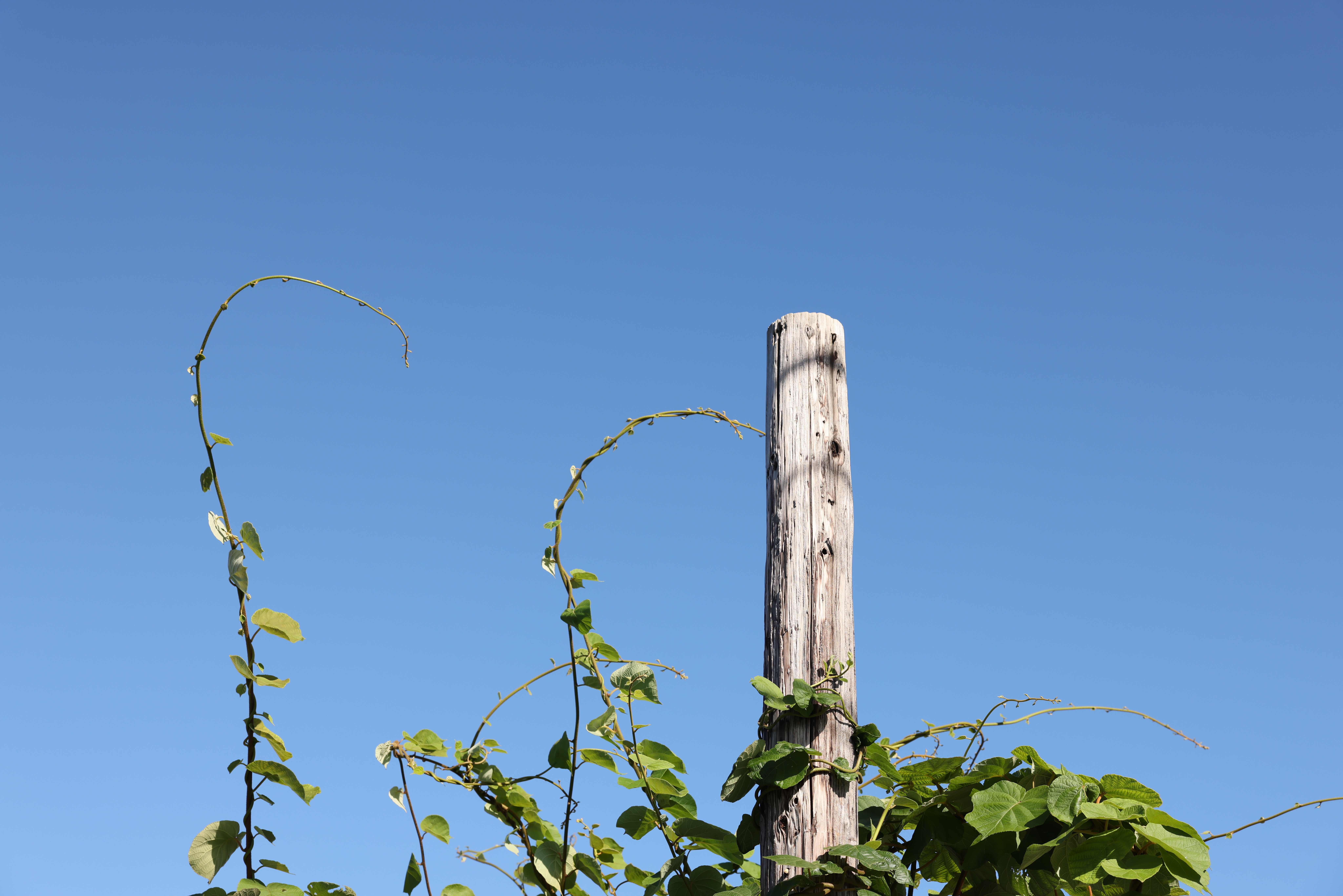 <span class="fnt-85">EOS R5 / RF24-70mm F2.8 L IS USM（56mm） / プログラムAE（F6.3・1/320秒・+0.7EV） / ISO 100</span>