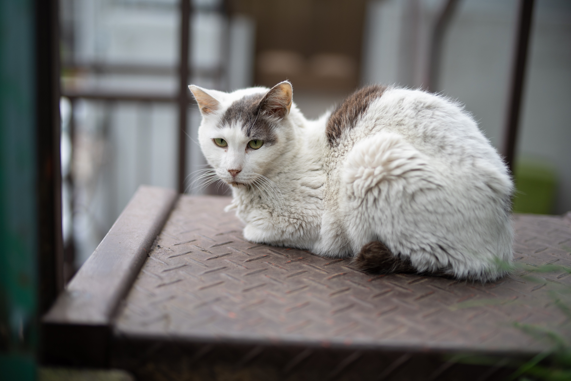 2018年発売の「HD PENTAX-D FA★50mmF1.4 SDM AW」をお借りして撮影してみた。が、絞り設定に関係なく素晴らしくよく写る。これで絞り環が備わっていたら借金しても買う目標になったかもしれない。なぜならPENTAX LXに装着して使いたいからである。性能面では満点だけど、どこにでも連れて歩けるサイズではないからこちらにも気合いが必要だ。<br>PENTAX K-1 Mark II　HD PENTAX-D FA★50mmF1.4 SDM AW（F1.4・1/1,000秒）ISO 100