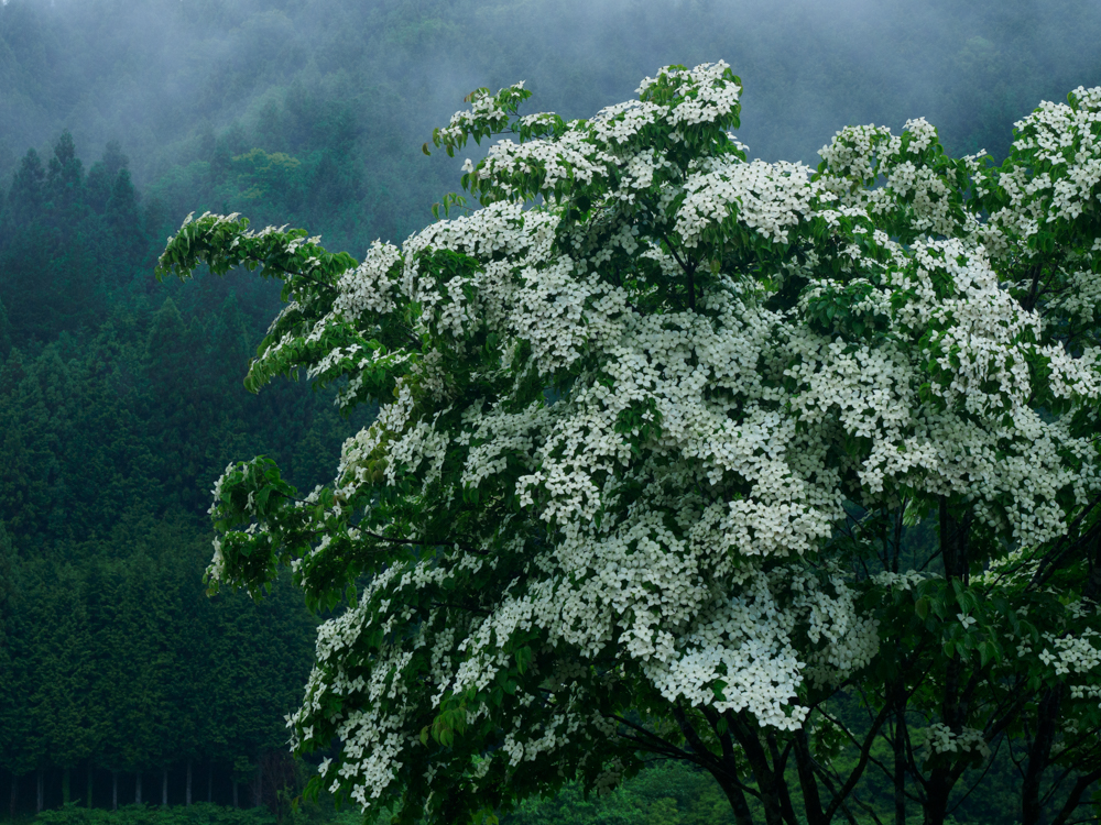 クルマの運転中に見つけたヤマボウシ。雨が降ったら山間部の霧と合わせて撮影したいと思っていた1枚。刻々と変化する霧のトーンも柔らかく描写してくれた。<span class="fnt-85"><br>OM-D E-M1 Mark III / M.ZUIKO DIGITAL ED 12-100mm F4.0 IS PRO /54mm(108mm相当)/ 絞り優先AE（F8、1/80秒、-0.7EV)/ ISO 800/ WB:晴天</span>
