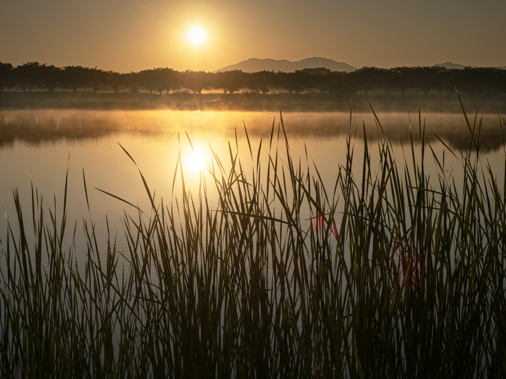 年に2回ダイヤモンド筑波が望める母子島遊水地。日の出から少し時間が経っているが、太陽を入れた構図でもゴーストが発生することがなく逆光に強いレンズだ。<br><span class="fnt-85">OM-D E-M1 Mark III / M.ZUIKO DIGITAL ED 12-100mm F4.0 IS PRO / 29mm（58mm相当） / 絞り優先AE（F11、1/250秒、-0.7EV) / ISO 200/ WB:晴天</span>