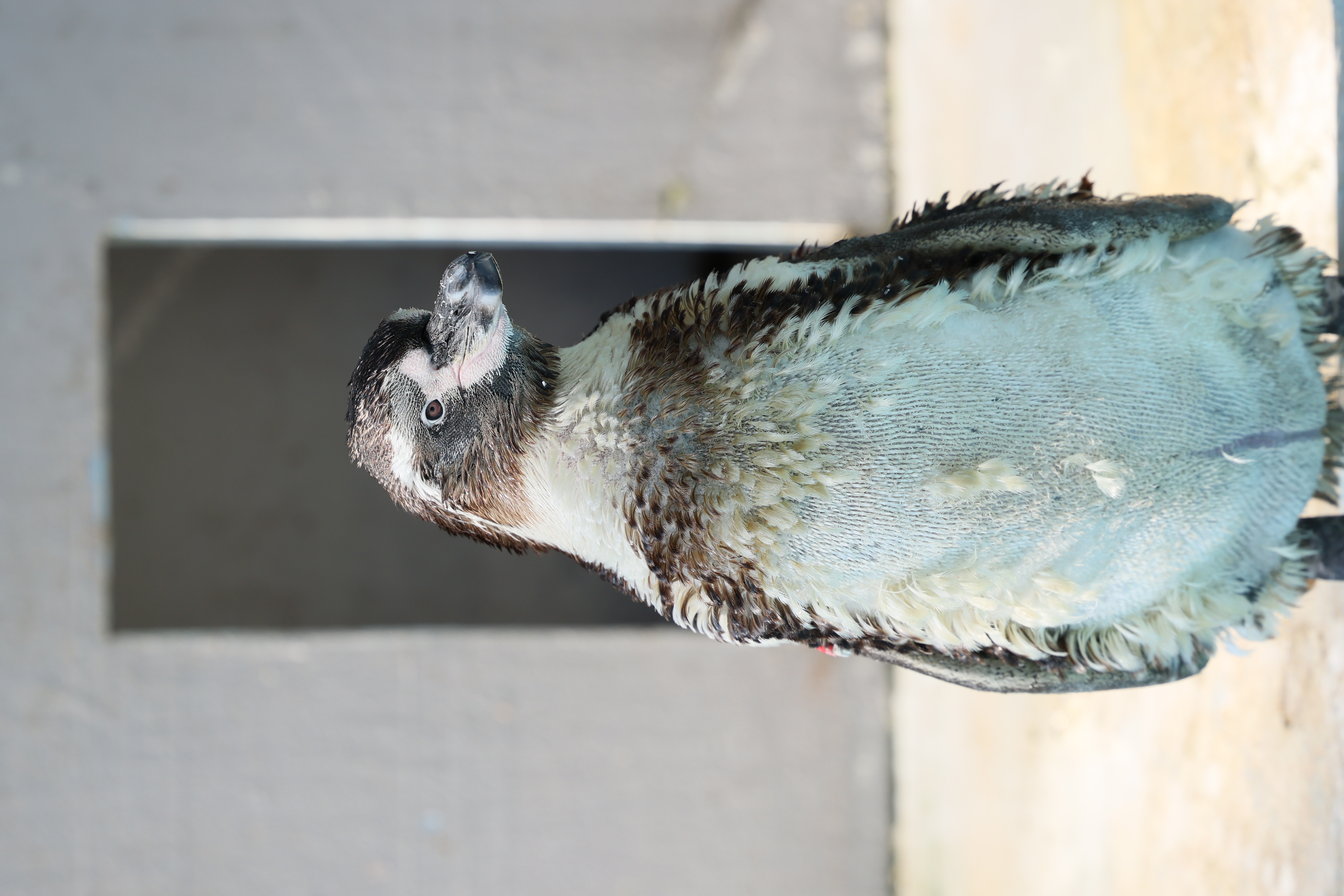 <span class="fnt-85">EOS R5 / RF70-200mm F2.8 L IS USM（200mm） / プログラムAE（F3.5・1/400秒・+0.7EV） / ISO 200</span>