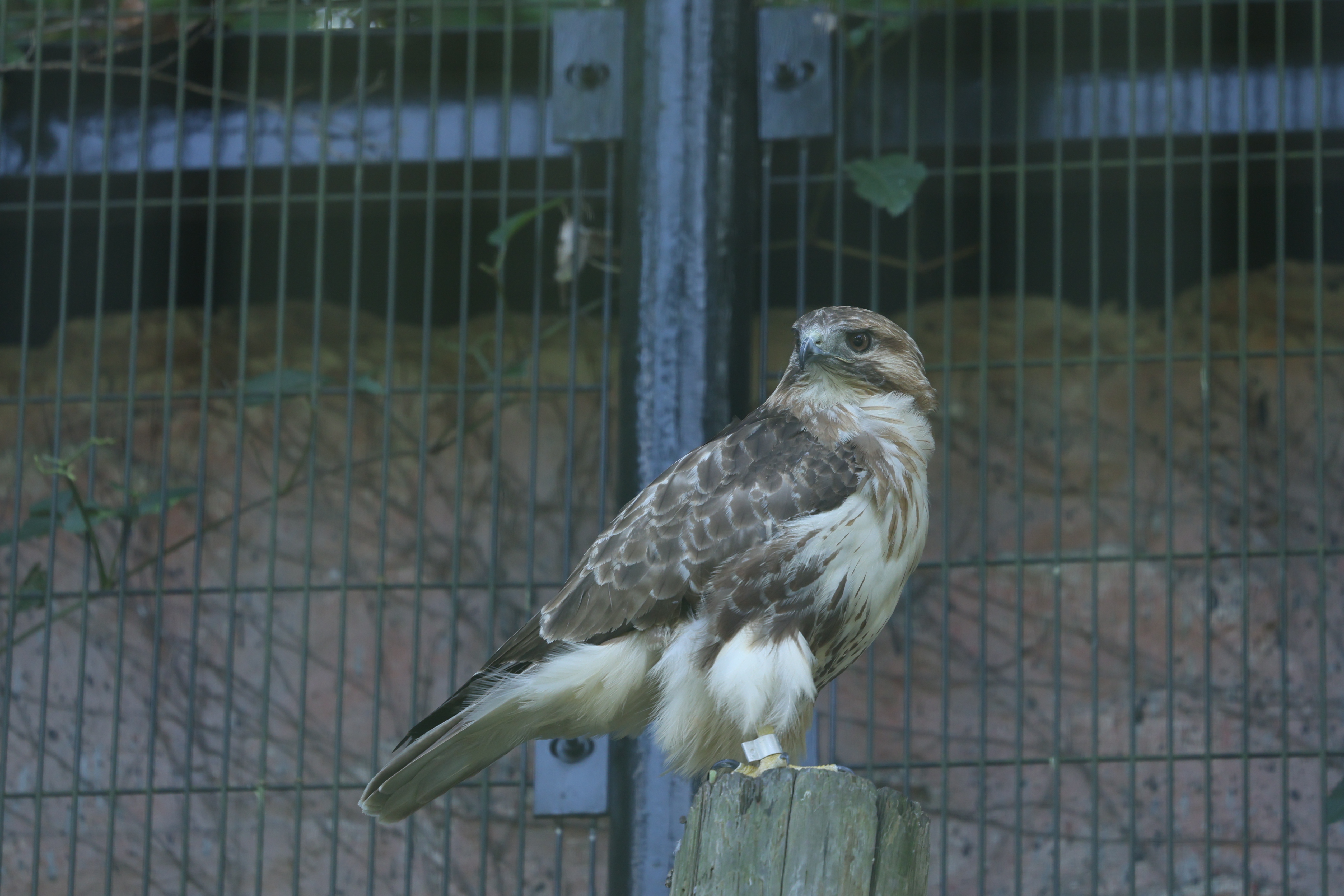 <span class="fnt-85">EOS R5 / RF70-200mm F2.8 L IS USM（200mm） / プログラムAE（F3.2・1/320秒・-0.7EV） / ISO 500</span>