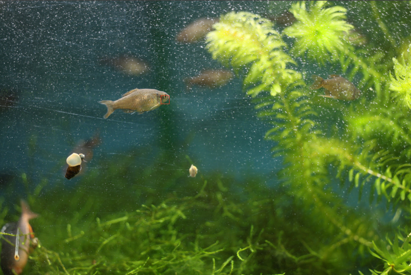 AFポイントを表示。眼の部分に赤枠がでています