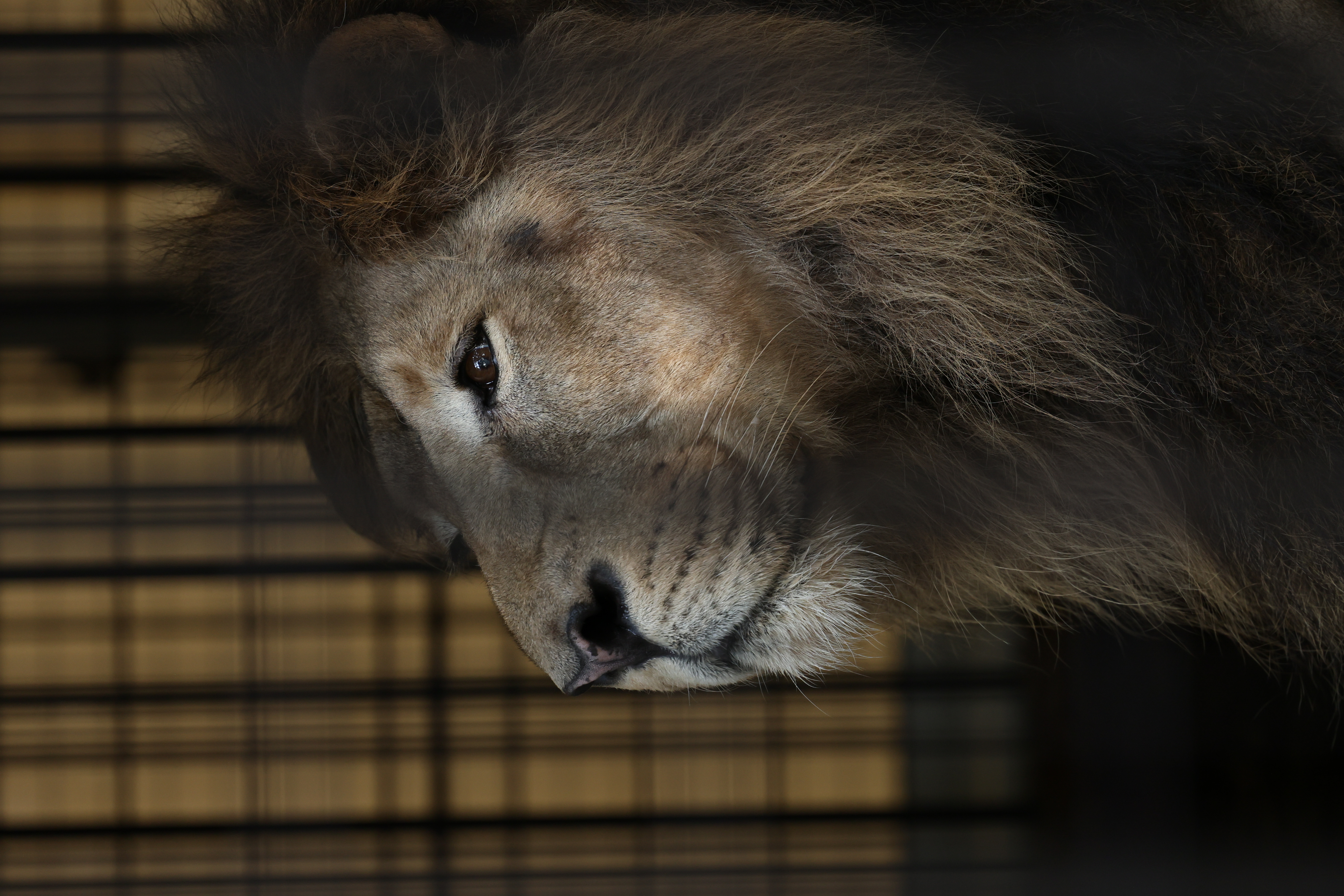 <span class="fnt-85">EOS R5 / RF70-200mm F2.8 L IS USM（200mm） / プログラムAE（F3.2・1/320秒・-1.3EV） / ISO 1000</span>