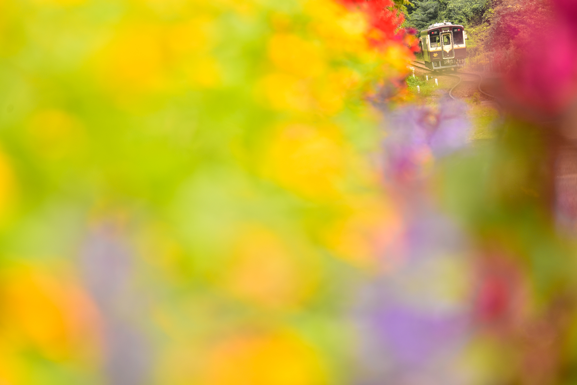 ニコンD750　AF-S NIKKOR 80-400mm f/4.5-5.6G ED VR（135mm）　マニュアル露出（F5.0、1/250秒）　ISO 200　WB:晴天