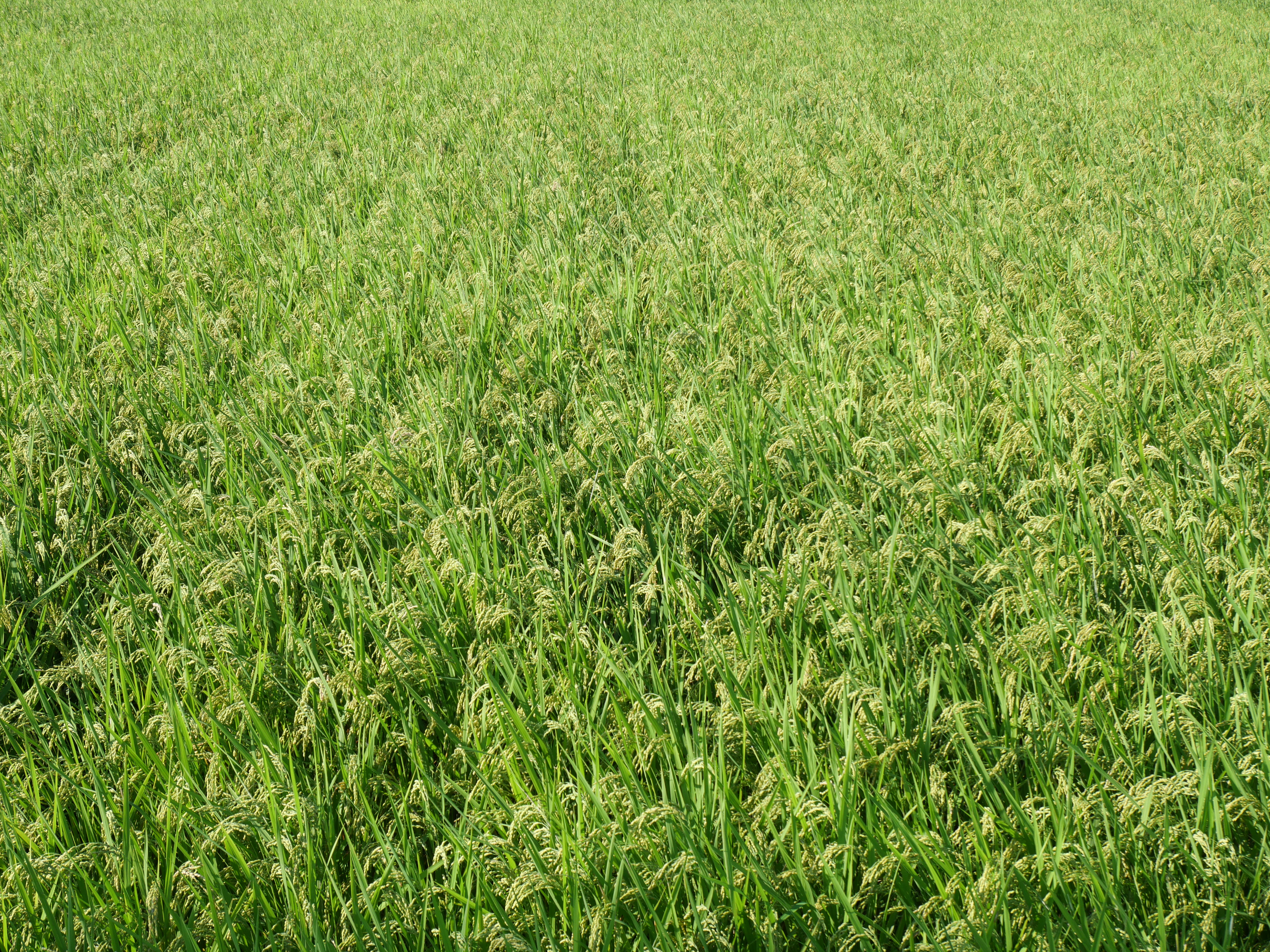 <span class="fnt-85">LUMIX G100 / LUMIX G VARIO 12-32mm / F3.5-5.6 ASPH. / MEGA O.I.S.（28mm：35mm判換算56mm相当） / 絞り優先AE（F8・1/200秒・+0.3EV） / ISO 200</span>