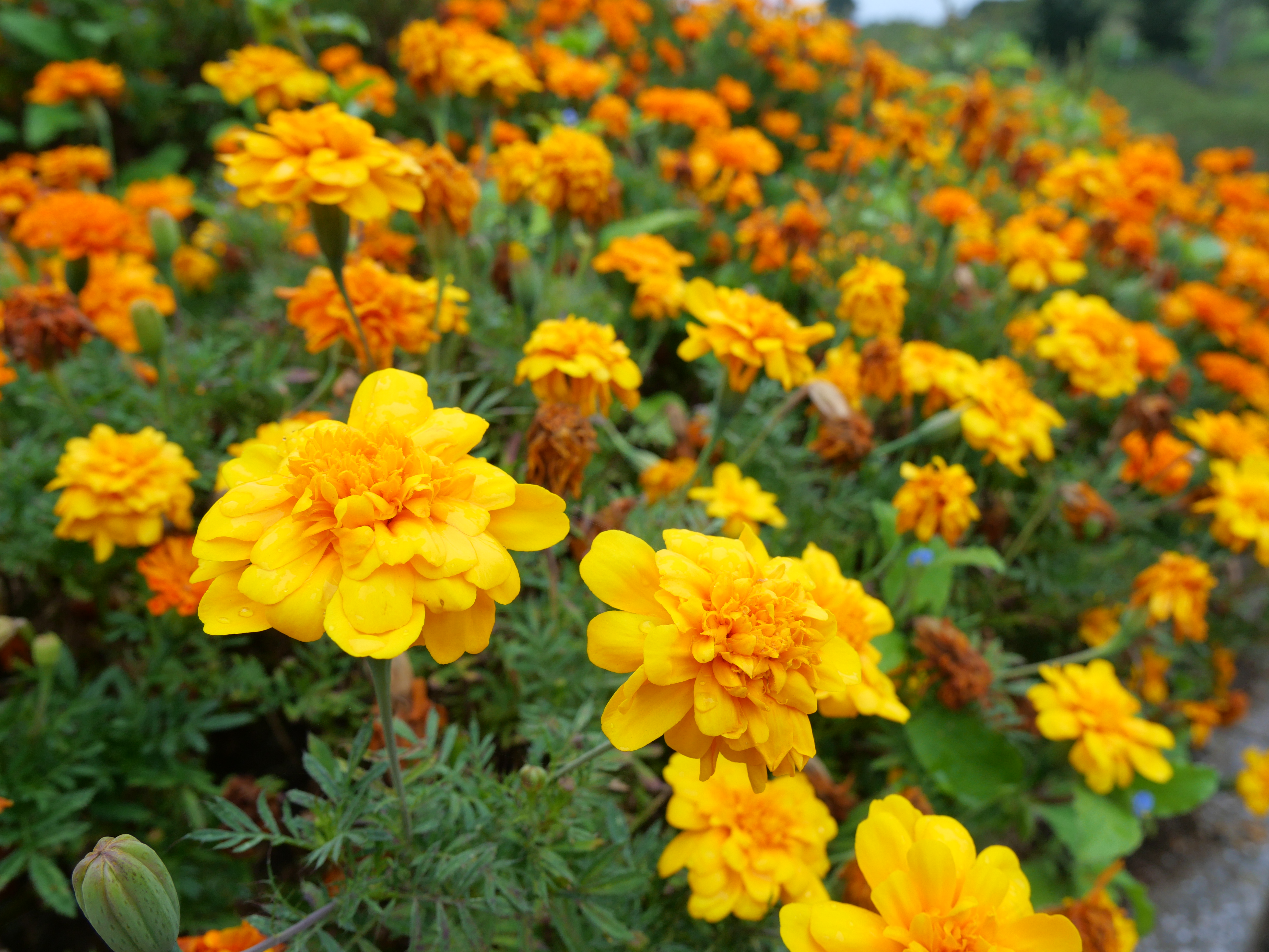 <span class="fnt-85">LUMIX G100 / LUMIX G VARIO 12-32mm / F3.5-5.6 ASPH. / MEGA O.I.S.（12mm：35mm判換算24mm相当） / 絞り優先AE（F5.6・1/200秒・+0.3EV） / ISO 200</span>