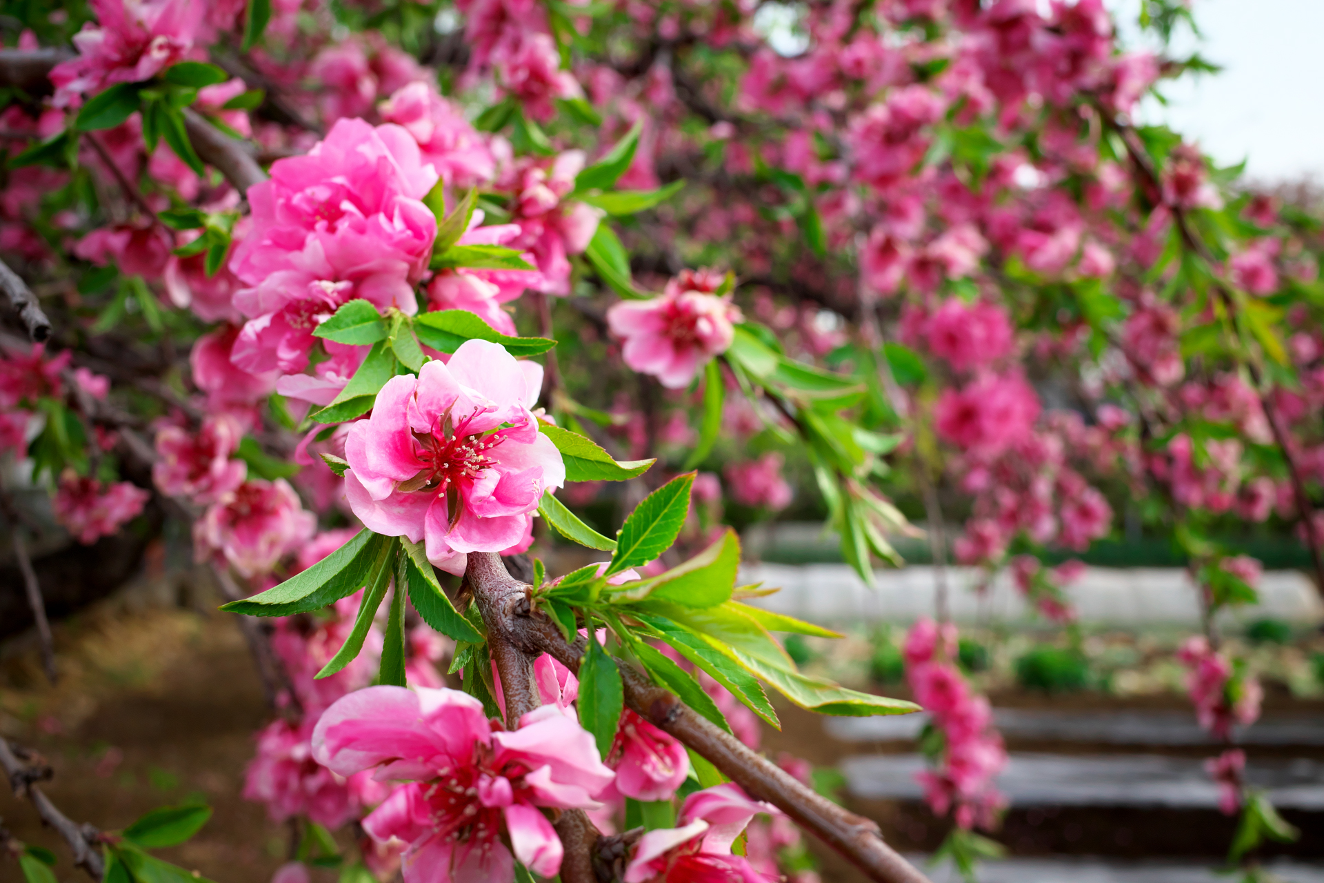 焦点距離18.3mmのレンズは、35mmフルサイズフォーマットならば超広角域に属するが、至近距離での被写界深度はそれなりに浅くなる。ボケの表現が可能になるので撮影の幅も広がりますね。<br>GR III（F5.6・1/500秒）ISO 400