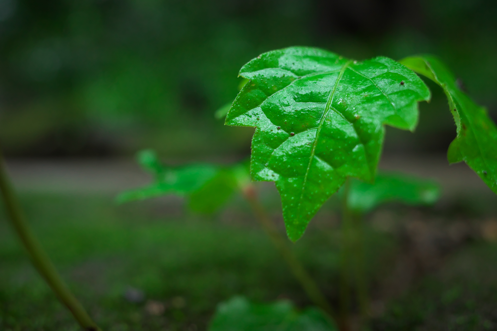 雨の日。石の上にハンカチを敷きそこにGR IIIを置いて撮影してみましたが、液晶モニターが固定式なので上からは見られず、カメラの角度を変えて数カット撮影し、フレーミングを決めました。<br>GR III（F4・1/25秒）ISO 800