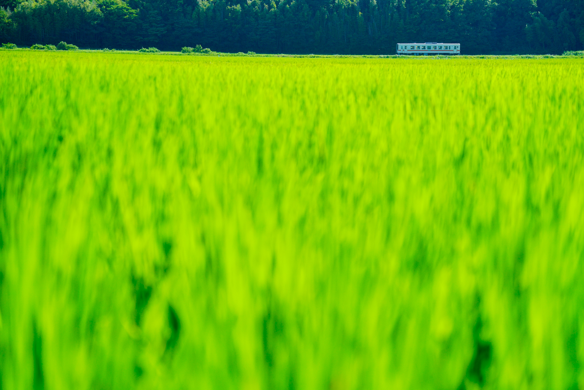 ひたちなか海浜鉄道「中根の田んぼ」<br>ソニーα7R II　FE 70-300mm F4.5-5.6 G OSS（110mm）　絞り優先オート（F5.6、1/1,600秒）　ISO 400　WB:太陽光