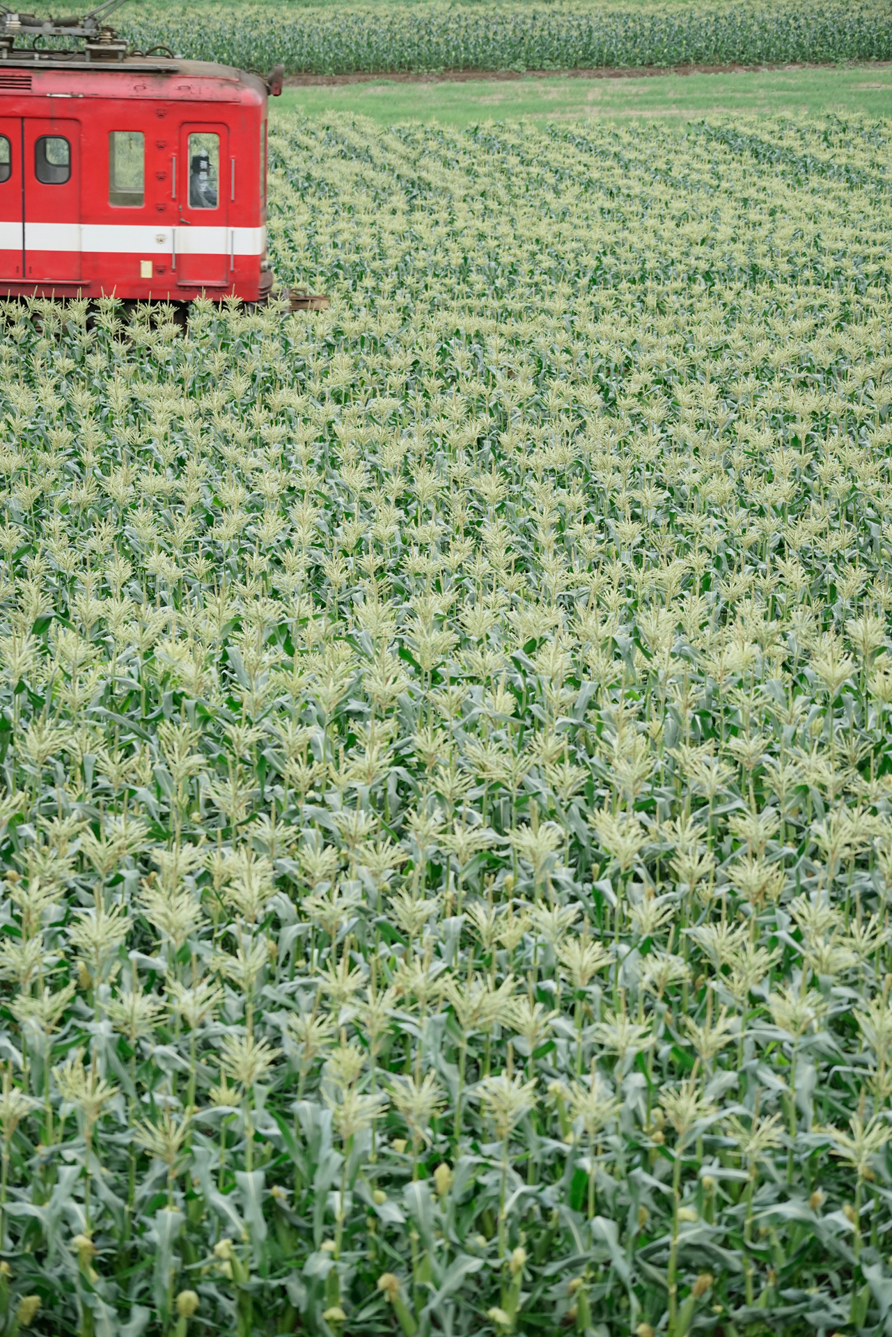 ソニーα7R　FE 70-200mm F4 G OSS（118mm）　絞り優先オート（F4、1/320秒）　ISO 800　WB:曇天