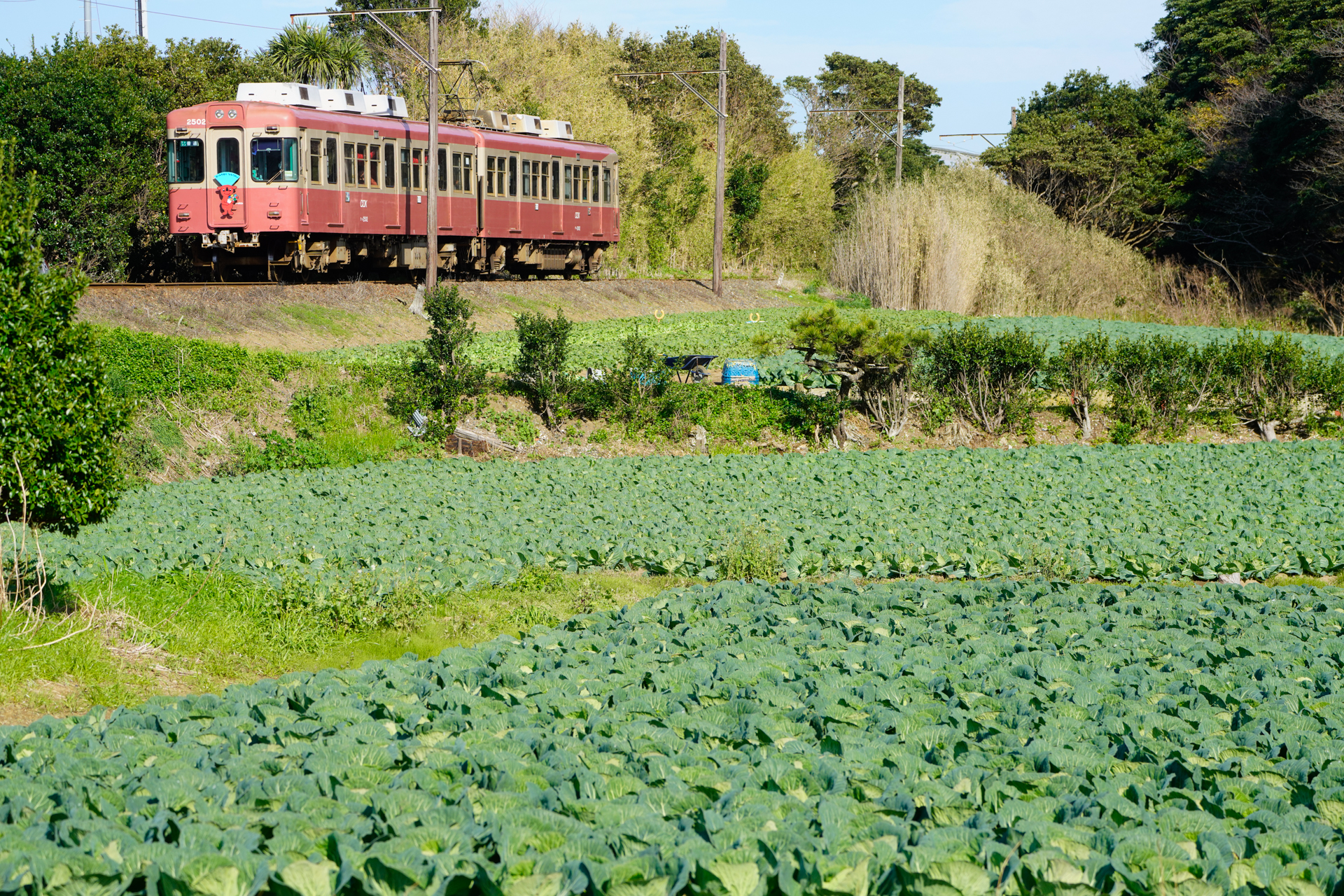 ソニーα7R IV　FE 100-400mm F4.5-5.6 GM OSS（141mm）　絞り優先オート（F8、1/800秒）　ISO 400　WB:太陽光