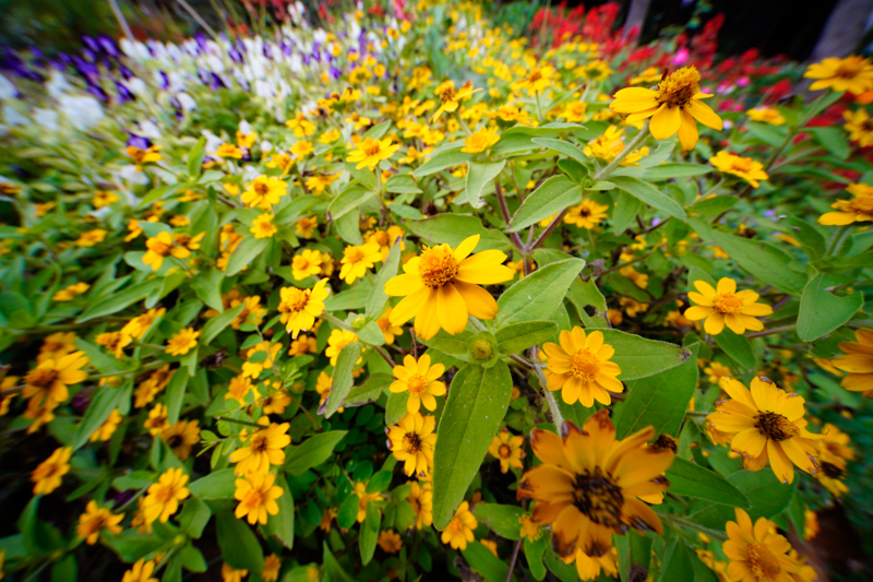 α7R IV / LAOWA 9mm F5.6 W-Dreamer / 絞り優先AE（1/80秒・F8・+0.7EV） / ISO 400