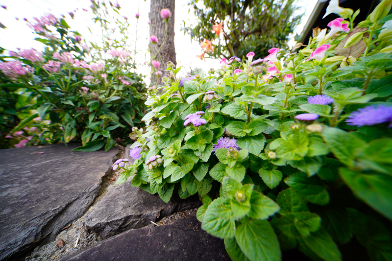 α7R IV / LAOWA 9mm F5.6 W-Dreamer / 絞り優先AE（1/40秒・F8・+0.7EV） / ISO 400