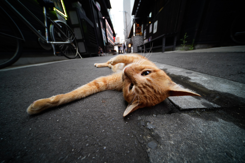 α7R IV / LAOWA 9mm F5.6 W-Dreamer / 絞り優先AE（1/50秒・F5.6・+0.3EV） / ISO 800