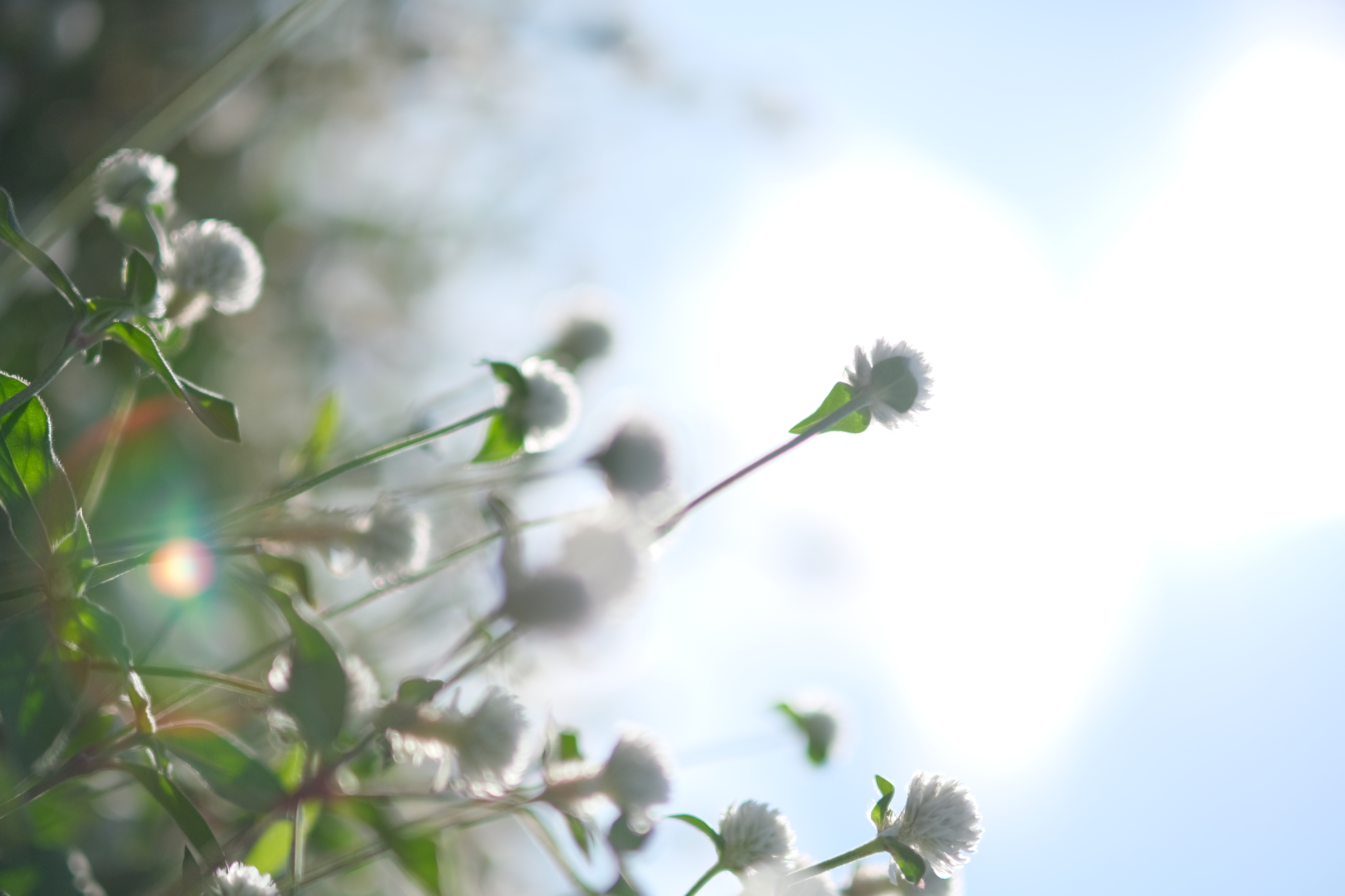 <span class="fnt-85">X-T4 / XF50mmF1.0 R WR / 絞り優先AE（F1.0・1/32,000秒・+1.3EV） / ISO 320</span>