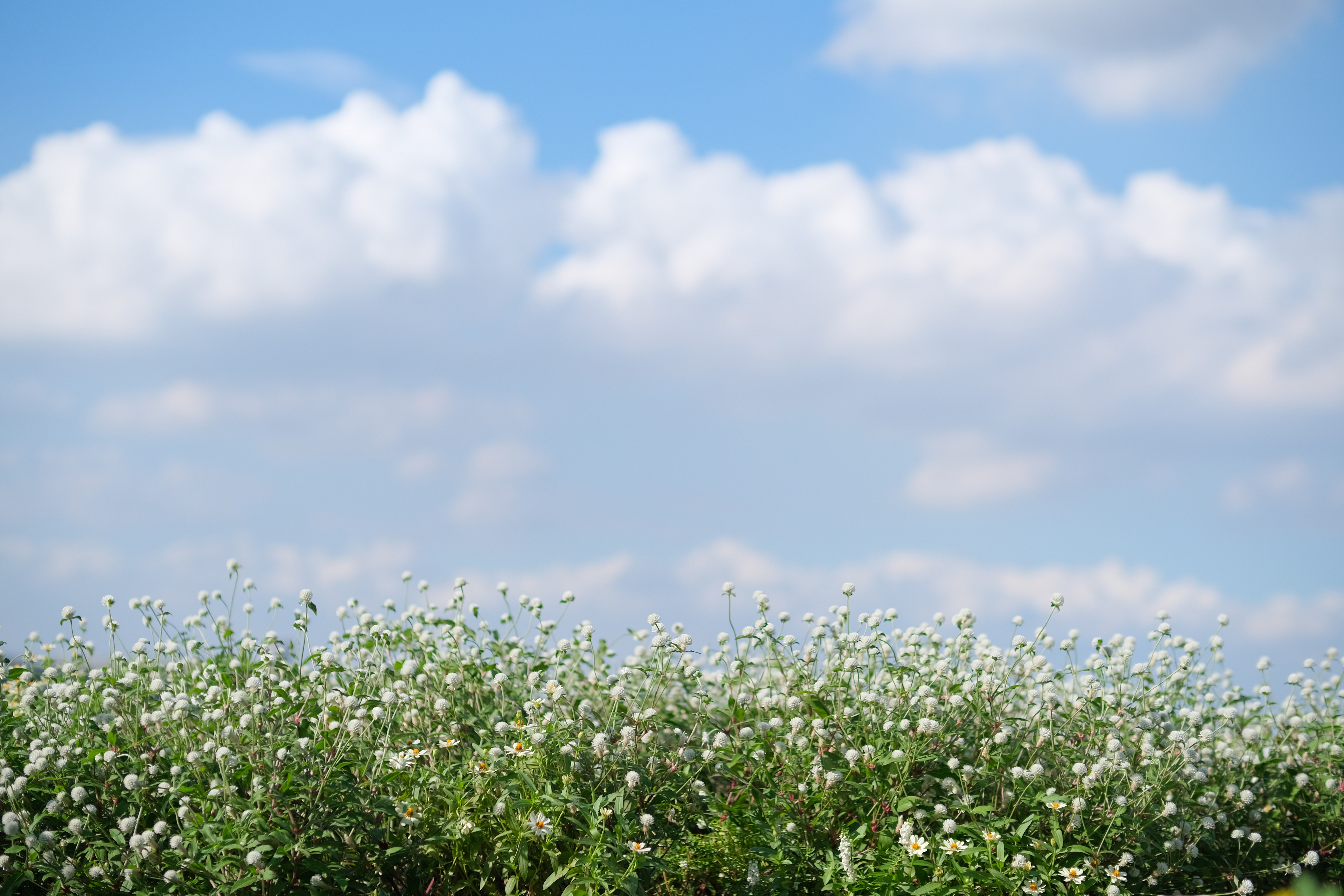 <span class="fnt-85">X-T4 / XF50mmF1.0 R WR / 絞り優先AE（F1.6・1/12,000秒・+1.3EV） / ISO 320</span>