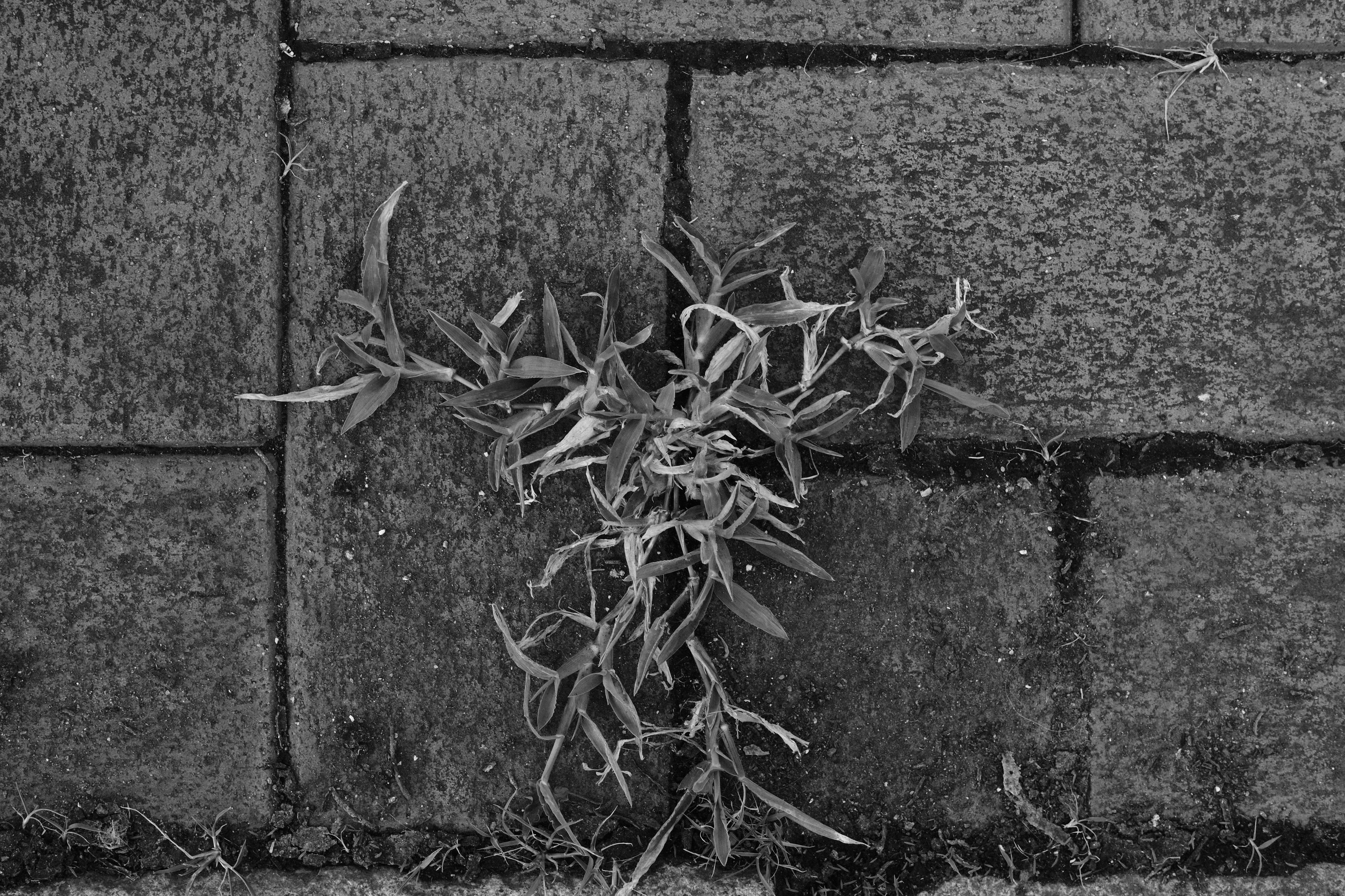 <span class="fnt-85">X-T4 / XF50mmF1.0 R WR / 絞り優先AE（F8・1/75秒・-1.0EV） / ISO 250</span>