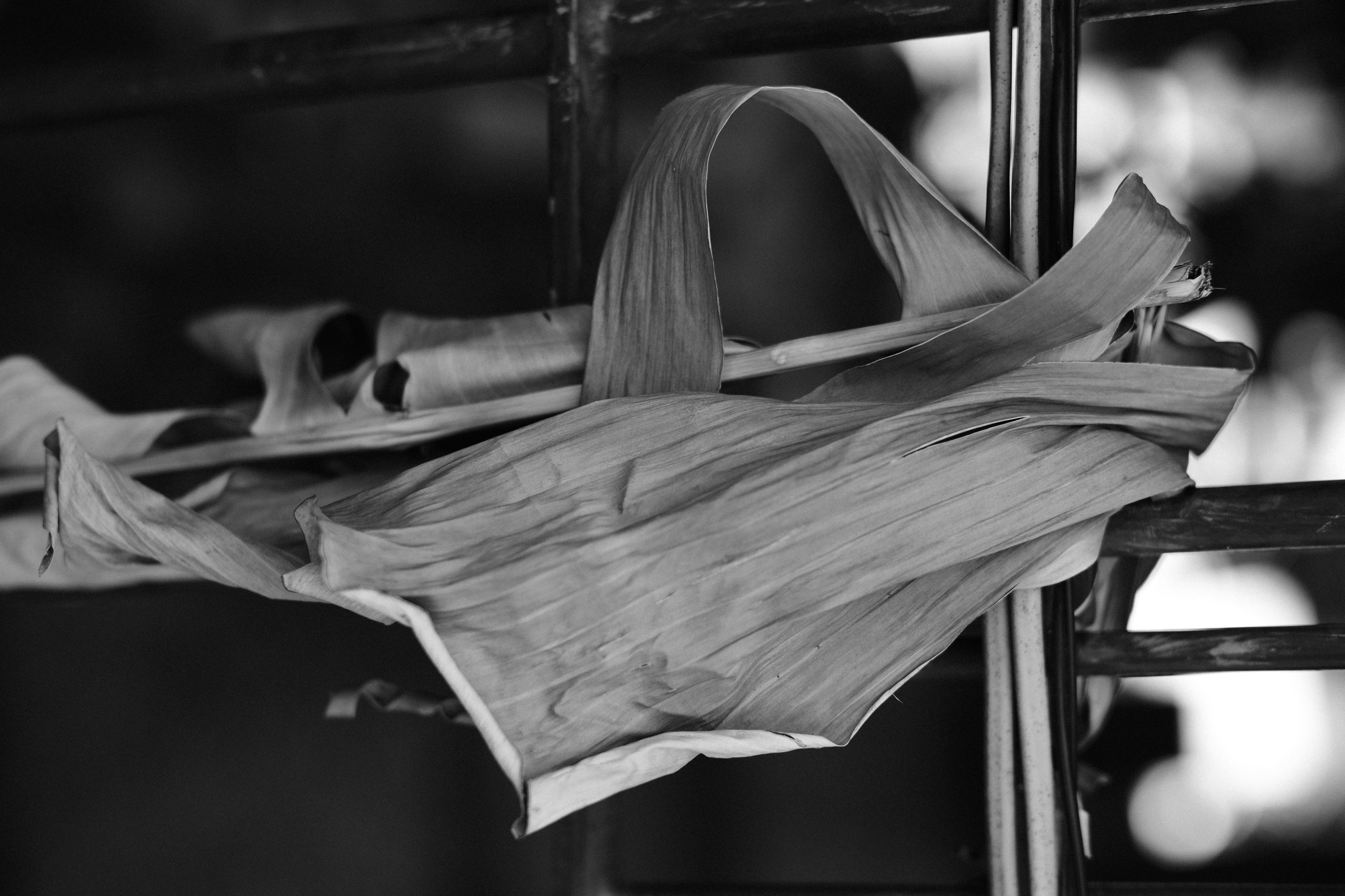 <span class="fnt-85">X-T4 / XF50mmF1.0 R WR / 絞り優先AE（F1.8・1/550秒・-0.7EV） / ISO 160</span>