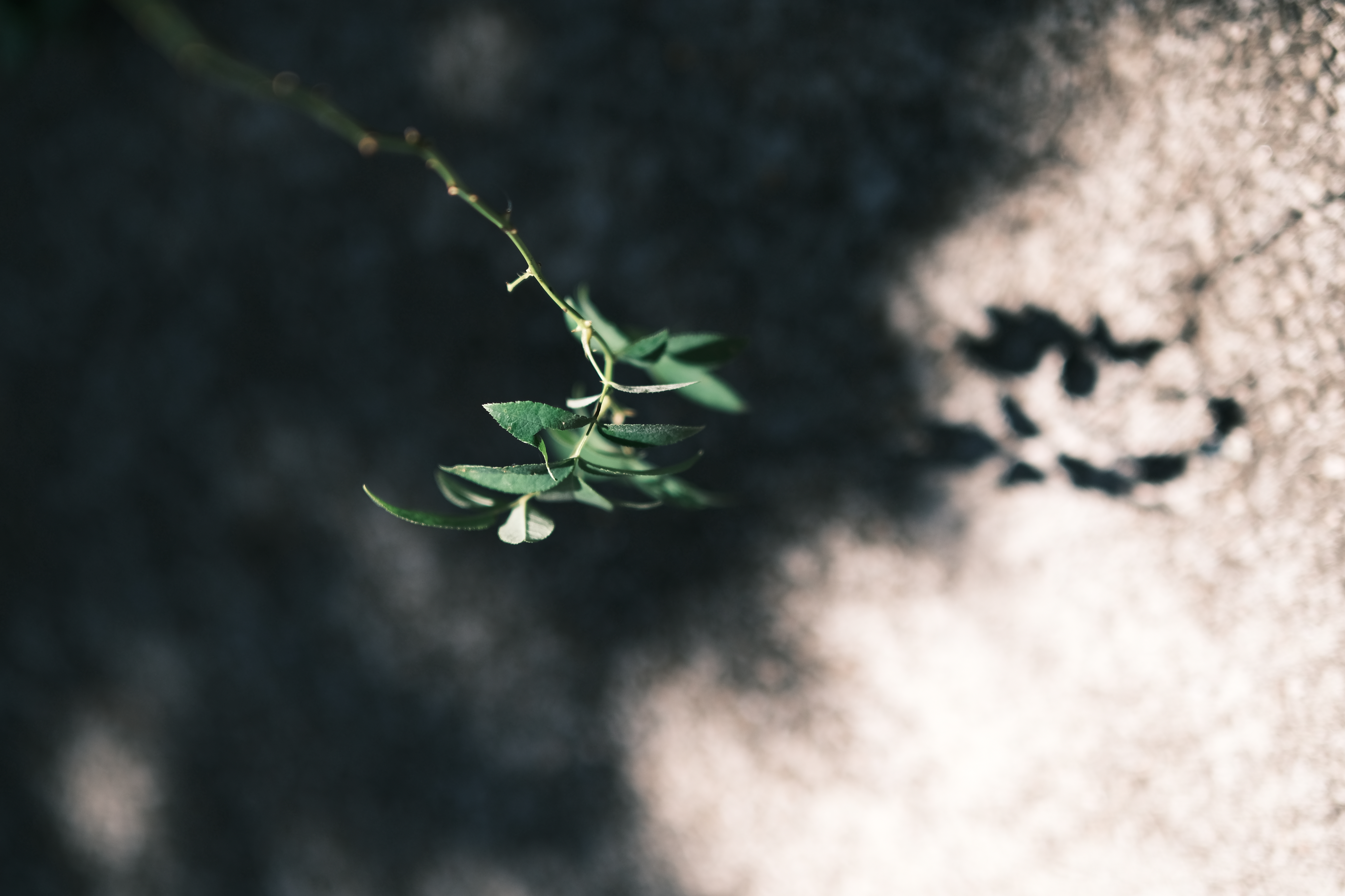 <span class="fnt-85">X-T4 / XF50mmF1.0 R WR / 絞り優先AE（F1.3・1/6,000秒・-0.7EV） / ISO 160</span>