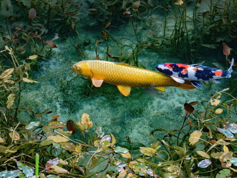 透明度の高い湧き水に睡蓮が咲き、その周りを鯉が泳ぐ姿がフォトジェニックなことで知られる通称モネの池。切れ味鋭い中望遠単焦点で気持ち良さそうに泳ぐ鯉を狙った。<br><span class="fnt-85">OM-D E-M1 Mark III/M.ZUIKO DIGITAL ED 45mm F1.2 PRO / 45mm（90mm相当） / 絞り優先AE（F5.6、1/100秒、 -0.3EV） / ISO 200/WB:オート</span>