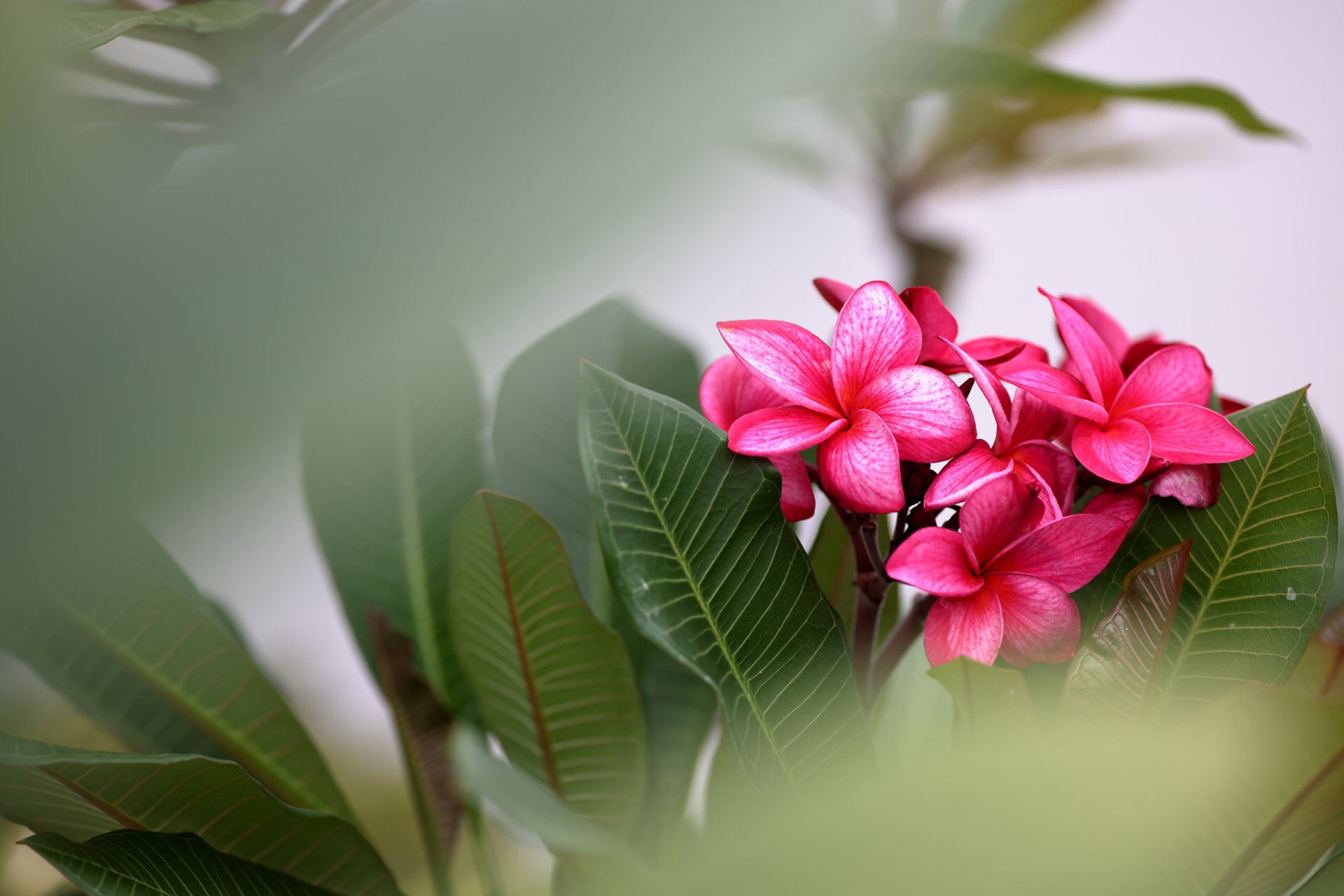 フィルム時代から、ここぞという時に持ち出すマクロレンズ。EOS R5でもその性能は如何なく発揮できる。少し硬いのではと思わせるくらいのキリキリとした再現で、狙った場所に対してフォーカスの頂点を極めると、驚くほど線が細く見事な描写をする。125mmという焦点距離が使いやすい。キリキリとしたシャープネスが好きなあなたのために。<br>EOS R5　MACRO APO-LANTHAR 125mm F2.5 SL（F2.8・1/640秒）ISO 100