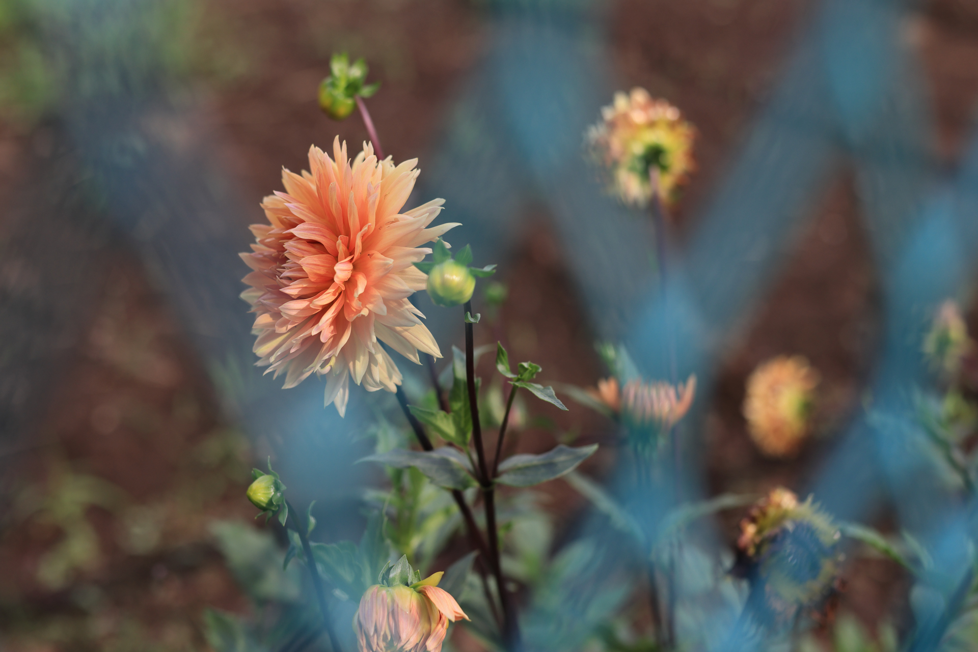 DLOを使うと、収差がグッと抑えられて画質が変わる。歪曲収差の補正が大きいようだ。少し絞ると、本レンズよりF値の明るい標準レンズと互角の勝負になる。<br>EOS R5　EF50mm F1.8 STM（F3.5・1/1,250秒）ISO 200