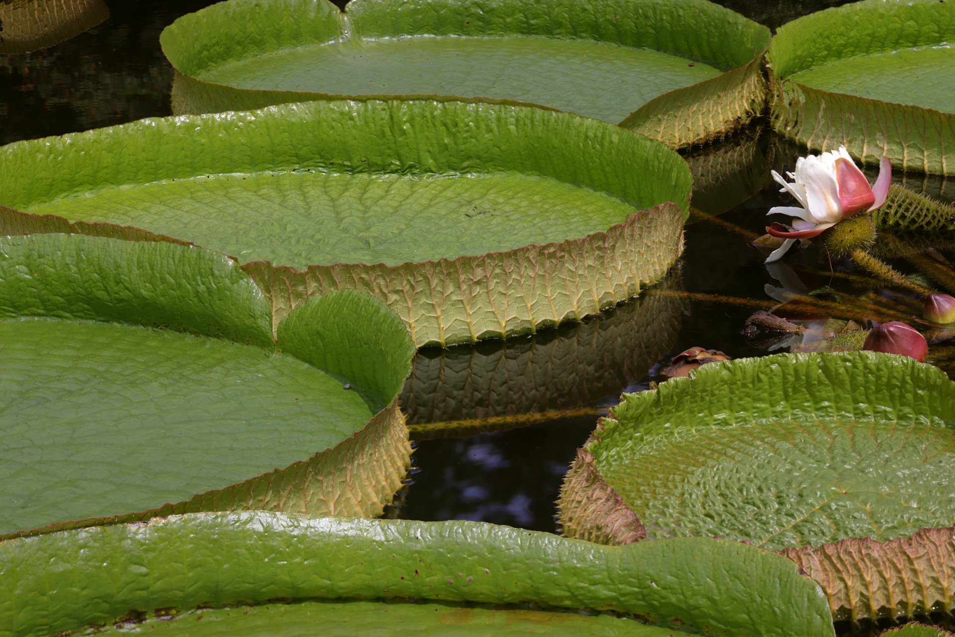 ティルト機構を使用して、手前から奥までピントが合うように設定。ただ、シャープネスは細部までキリキリとはしてこない。現在は改良型の2代目となっていて、初代は画質的に少し見劣りします。<br>EOS R5　TS-E90mm F2.8L マクロ（F8・1/250秒）ISO 100