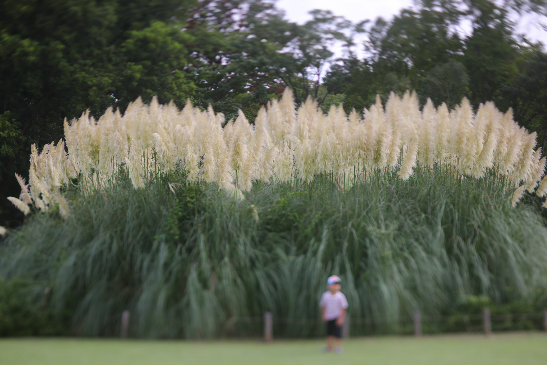 描写がユルめなんだから、じゃあ、不思議な雰囲気を作ってしまえということで、画面上方向にレンズをティルトして思い切りピントの合う範囲を狭めてみた。コントラストは低いが、この作例の効果としては良さそうだ。<br>EOS R5　TS-E90mm F2.8L マクロ（F3.2・1/1,000秒）ISO 100