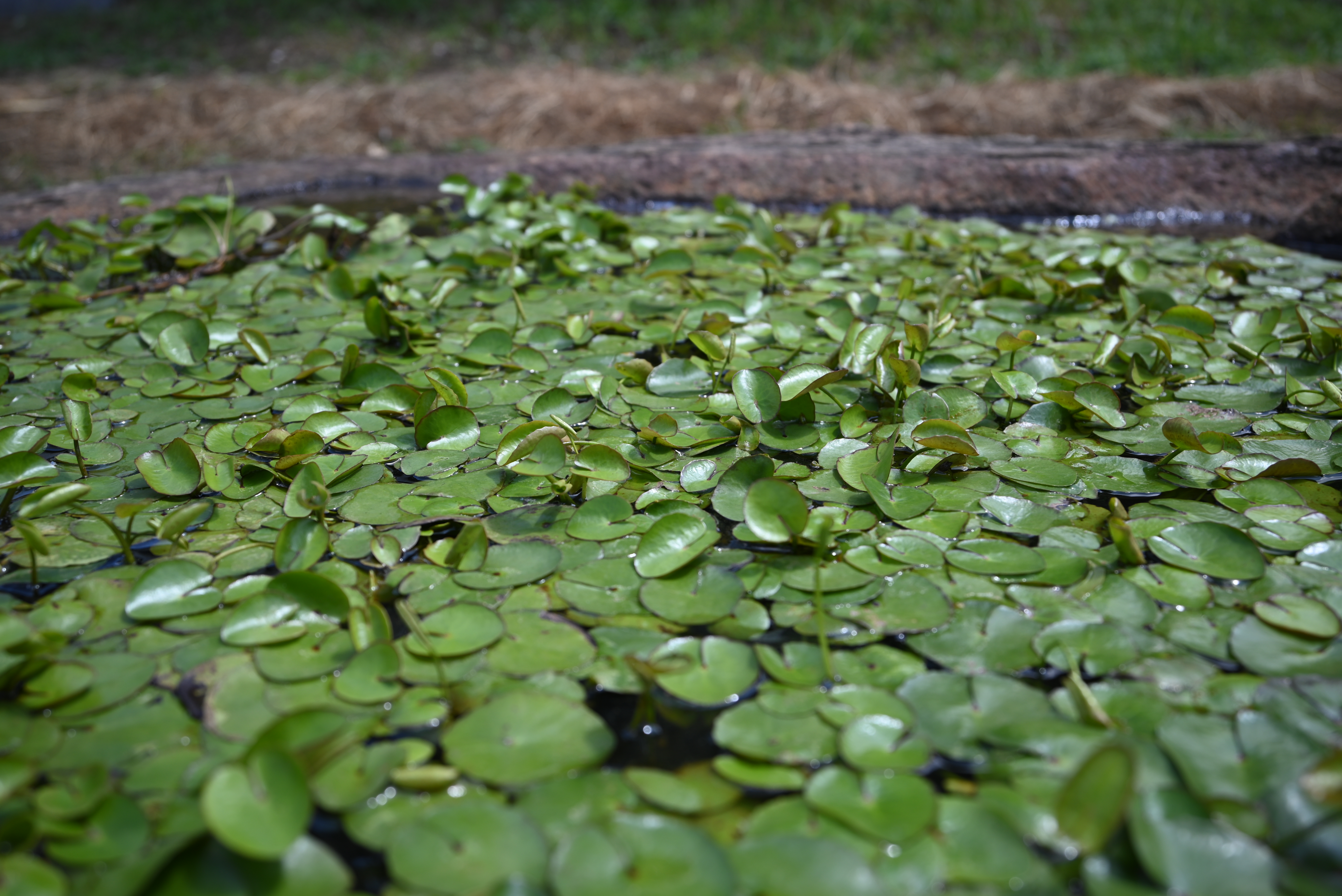 <span class="fnt-85">Z 5 / NIKKOR Z 24-50mm f/4-6.3（35mm） / プログラムAE（F6.3・1/200秒・±0EV） / ISO 100</span>