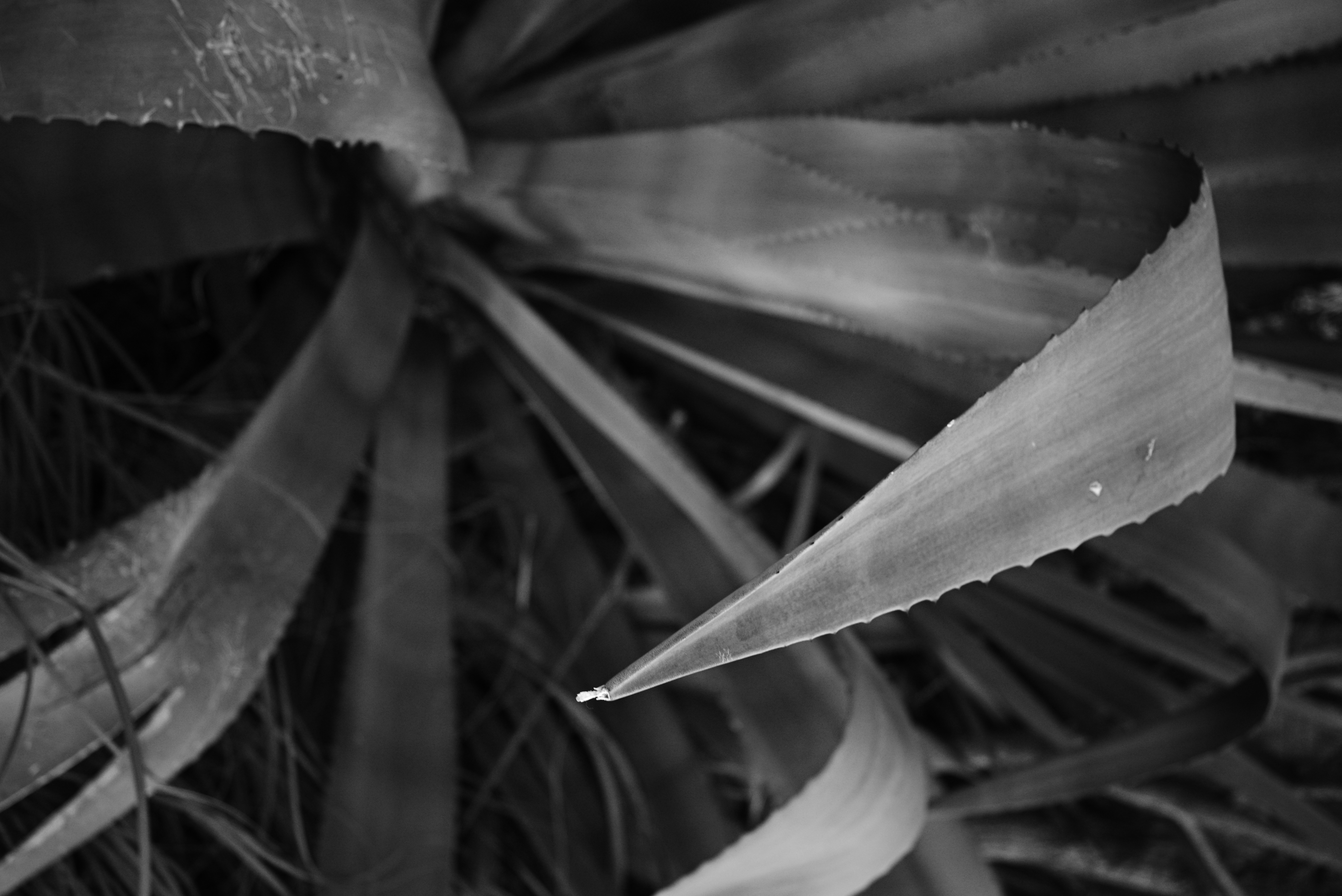 <span class="fnt-85">Z 5 / NIKKOR Z 24-50mm f/4-6.3（34.5mm） / プログラムAE（F5・1/100秒・-0.7EV） / ISO 400</span>