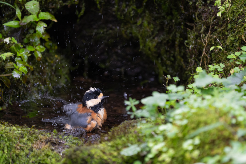 α7 III / FE 200-600mm F5.6-6.3 G OSS / 600mm / マニュアル露出（1/400秒・F6.3） / ISO 2000