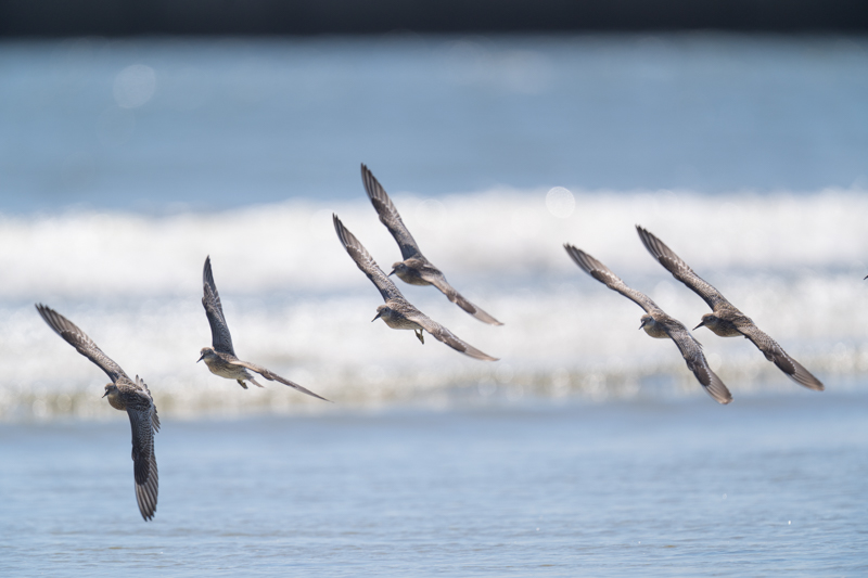 α7 III / FE 600mm F4 GM OSS + 1.4Xテレコンバーター / 840mm / マニュアル露出（1/1,000秒・F5.6） / ISO 200