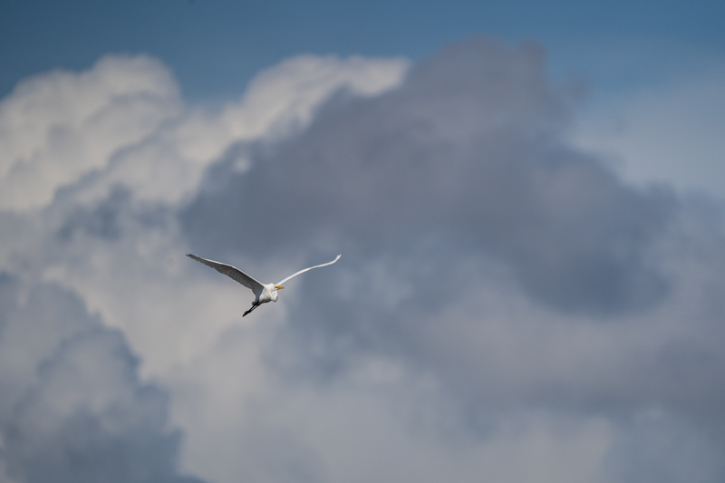 α7 III / FE 200-600mm F5.6-6.3 G OSS / 600mm / マニュアル露出（1/4,000秒・F6.3） / ISO 400